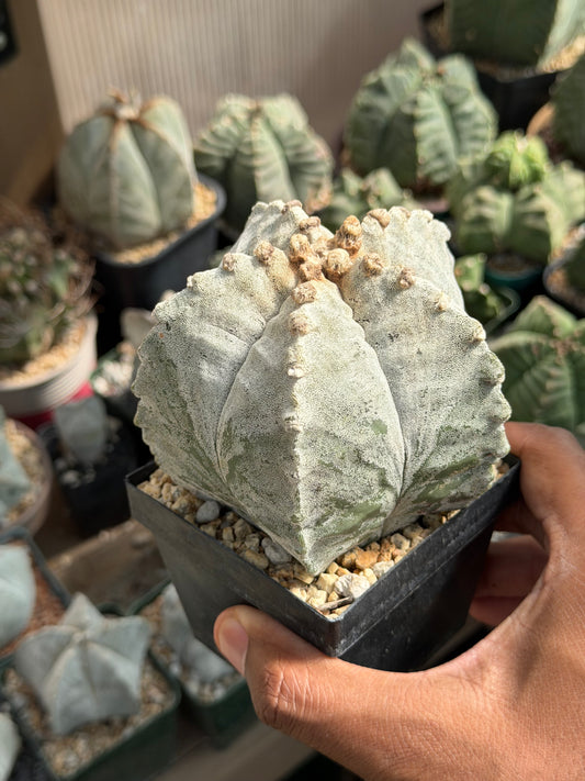 Astrophytum myriostigma strongylogonum
