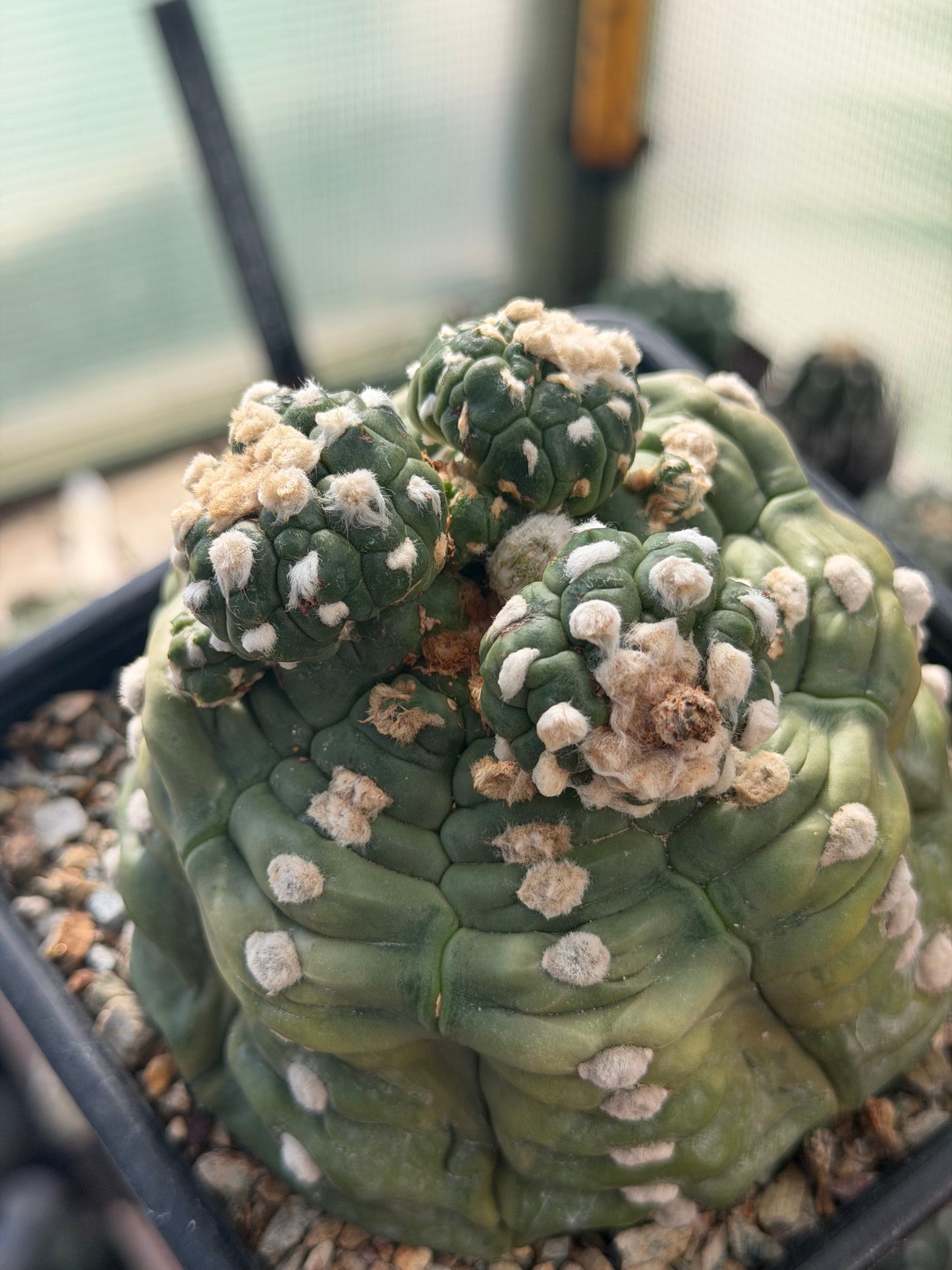 Astrophytum asterias Kikko