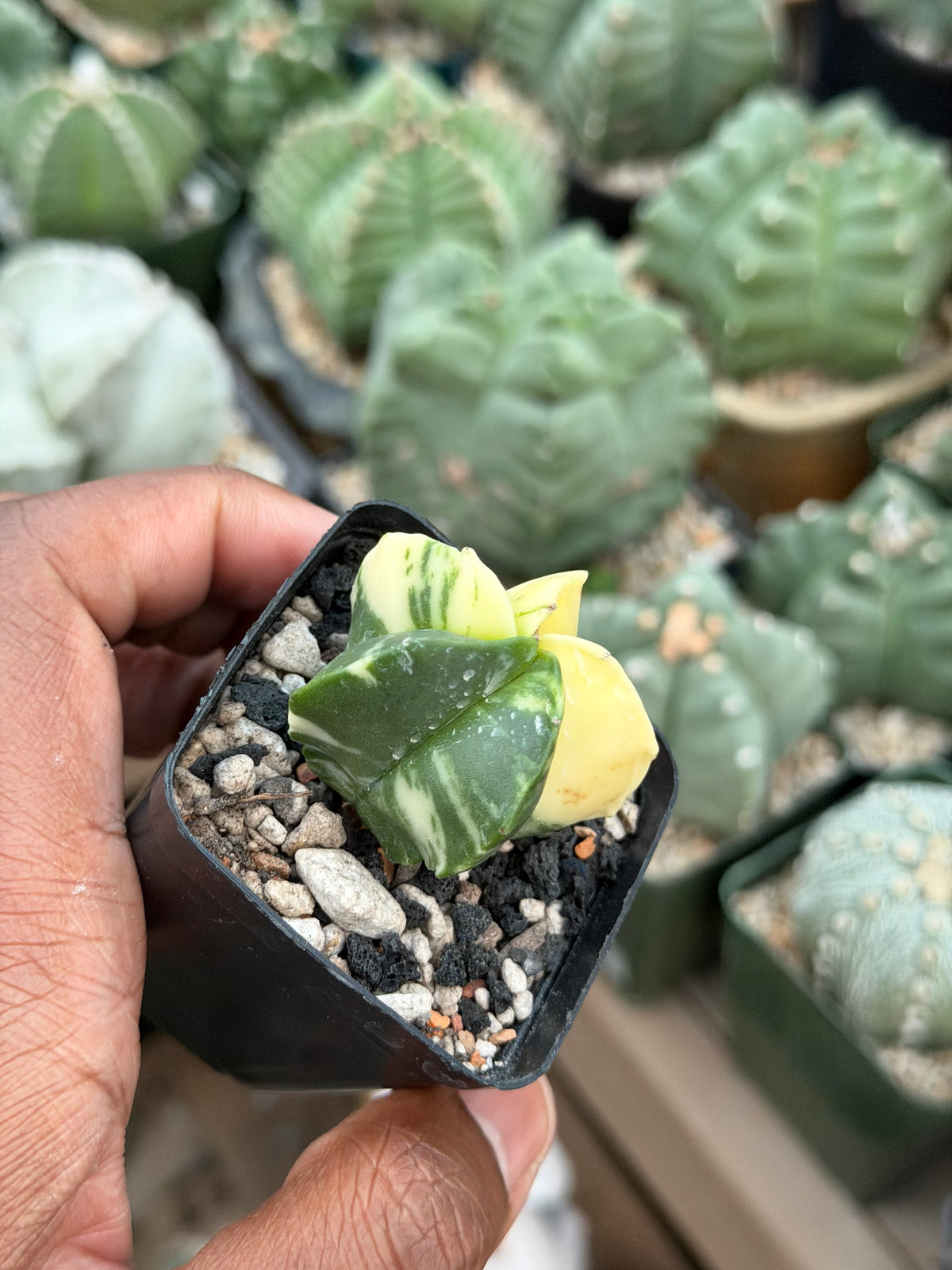 Astrophytum myriostigma Variegated