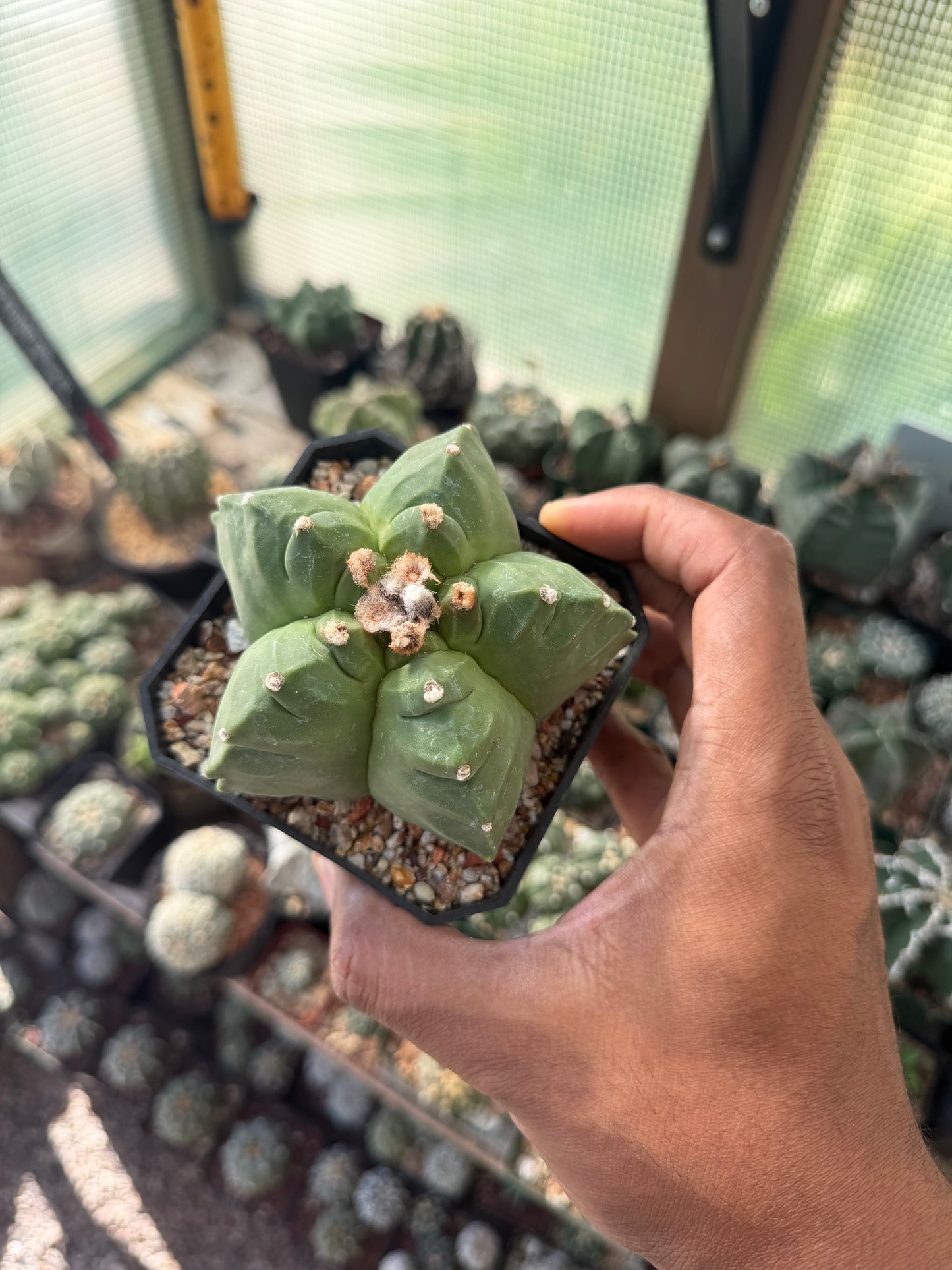 Astrophytum myriostigma Kikko