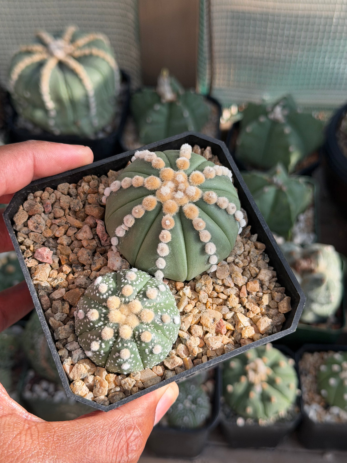 Astrophytum asterias Bundle