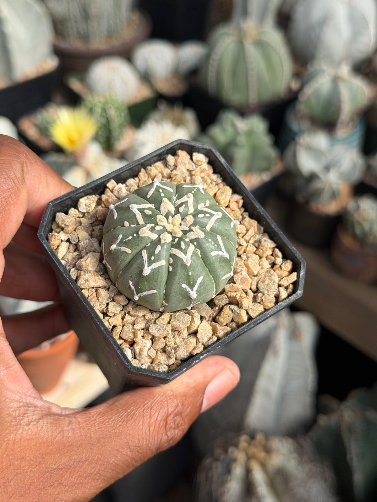 Astrophytum asterias V-Type nudum