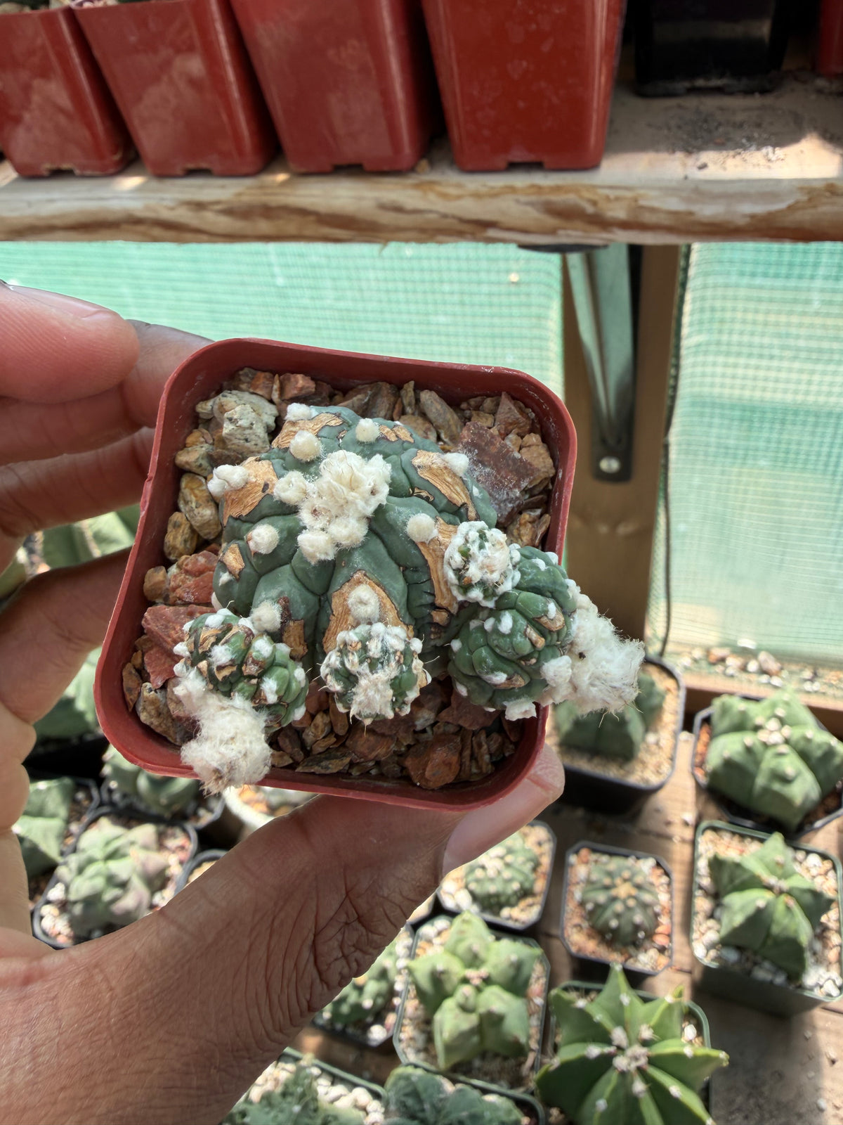 Astrophytum asterias Kikko Lizard Skin