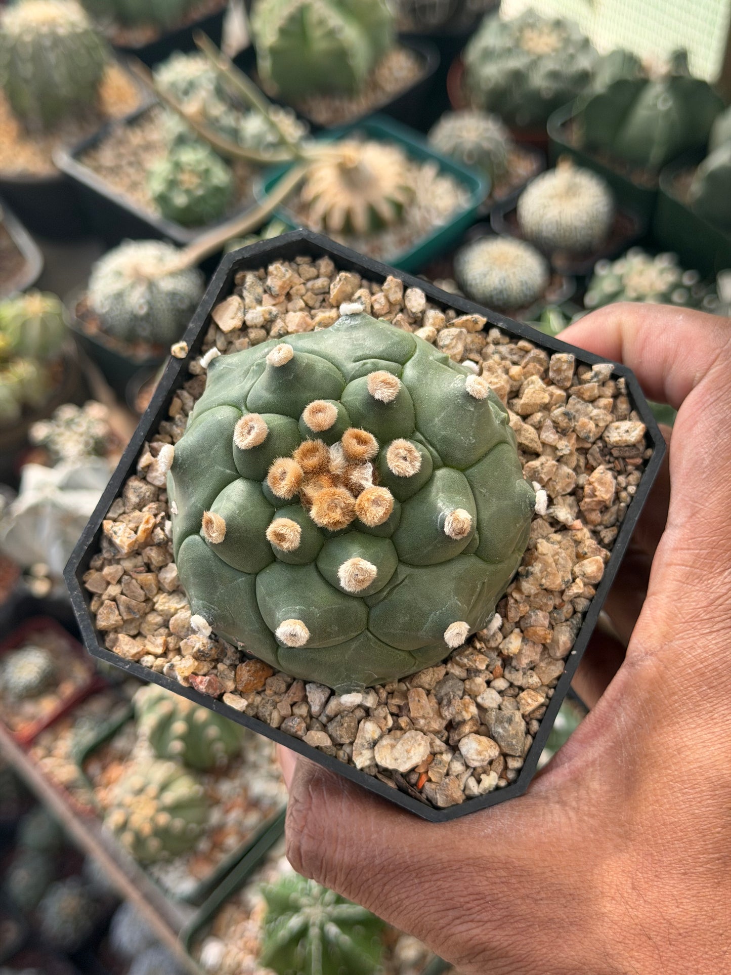 Astrophytum asterias Kikko Ooibo