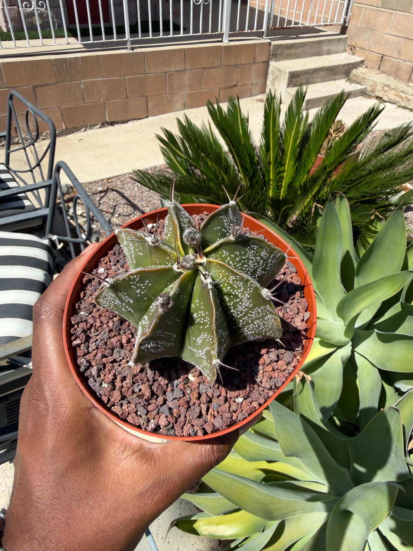 Astrophytum Ornatum