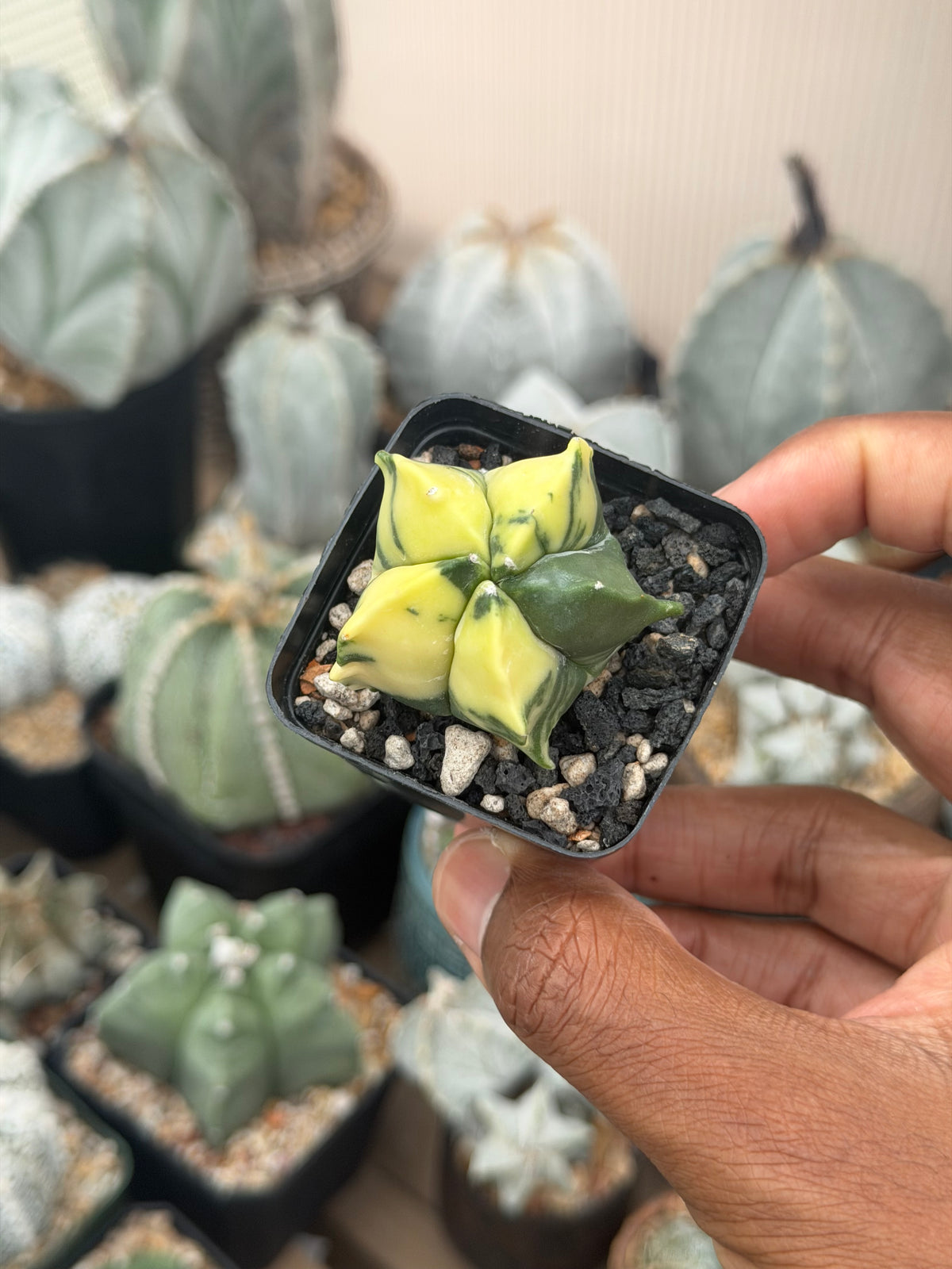 Astrophytum myriostigma Kikko Variegated