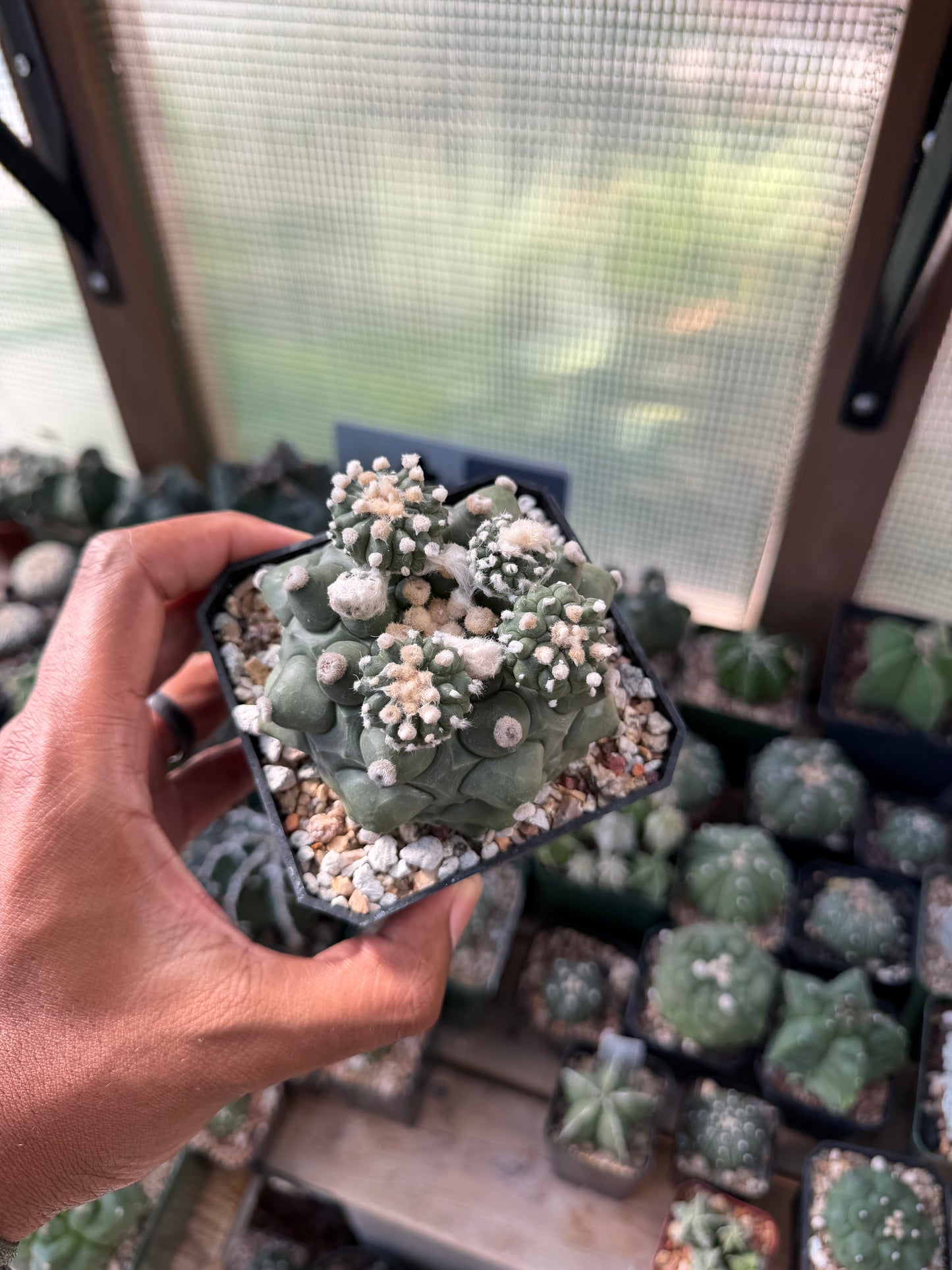 Astrophytum asterias Kikko Durian