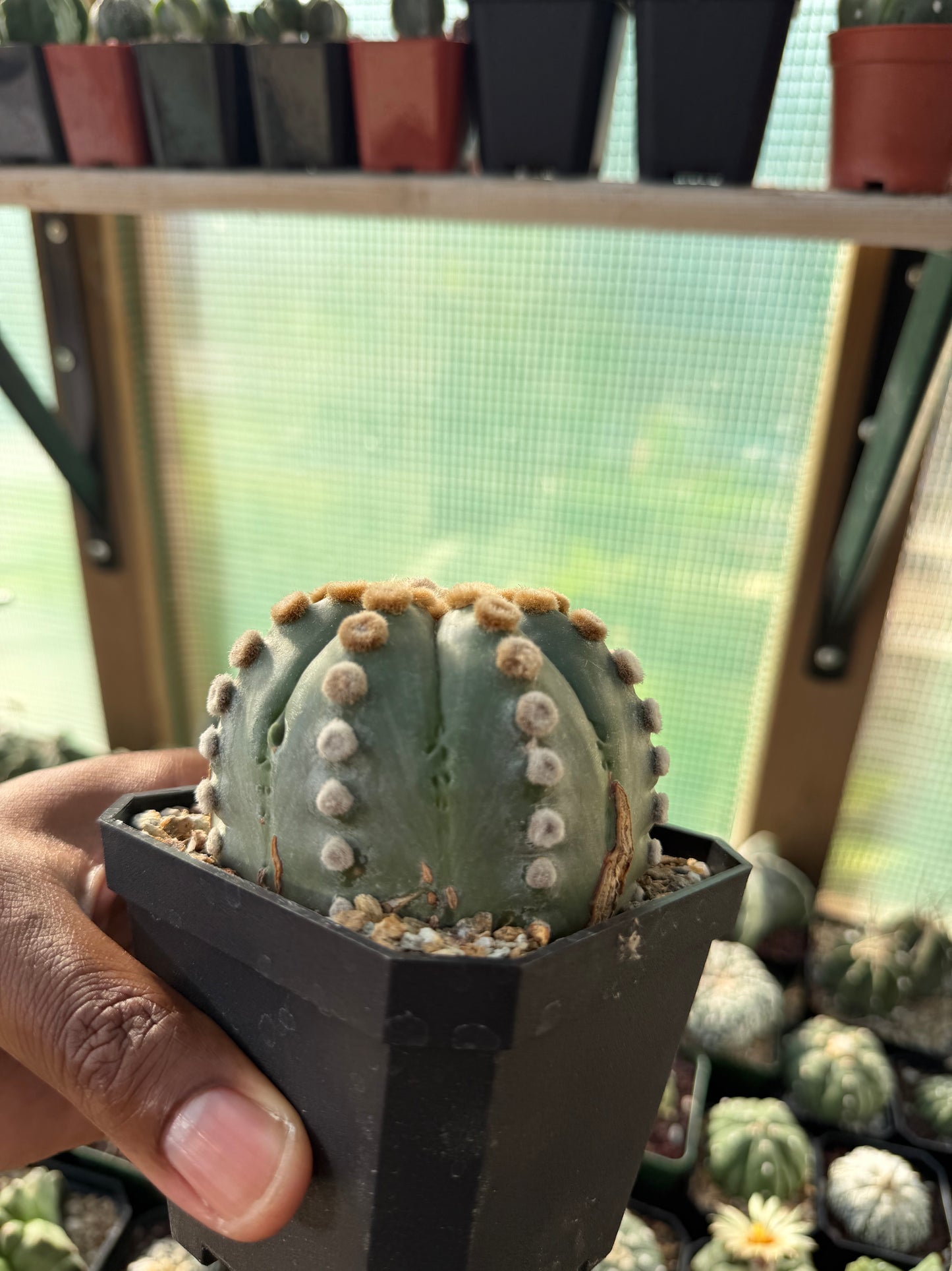 Astrophytum asterias Ooibo