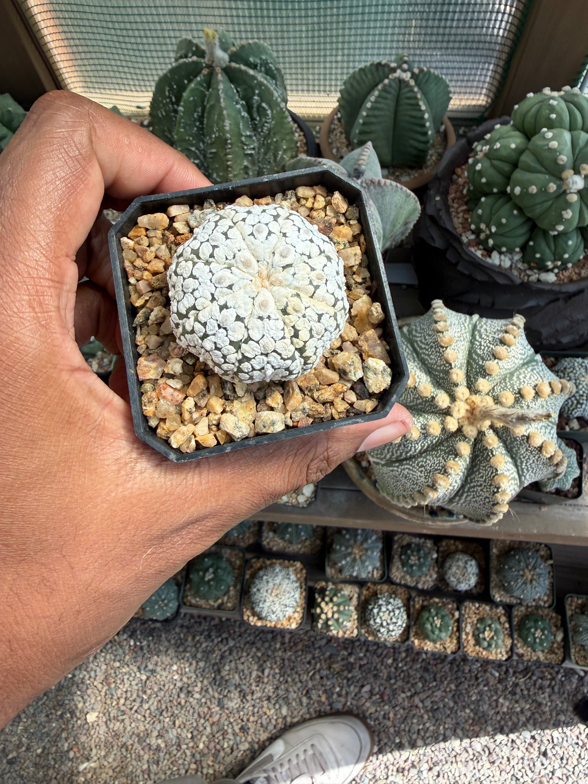 Astrophytum asterias Superkabuto Snow