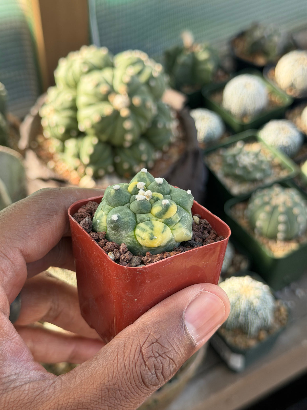 Astrophytum asterias Kikko Variegated