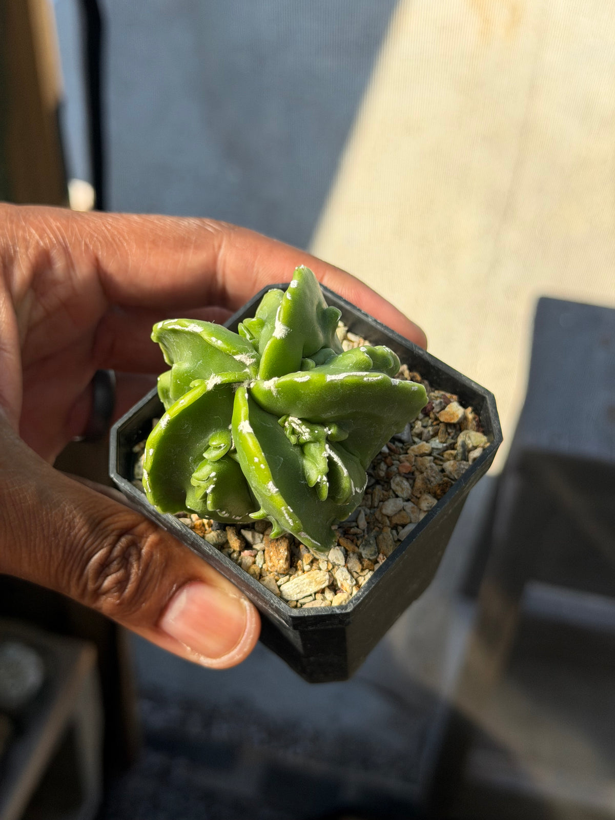 Astrophytum myriostigma Fukuryu