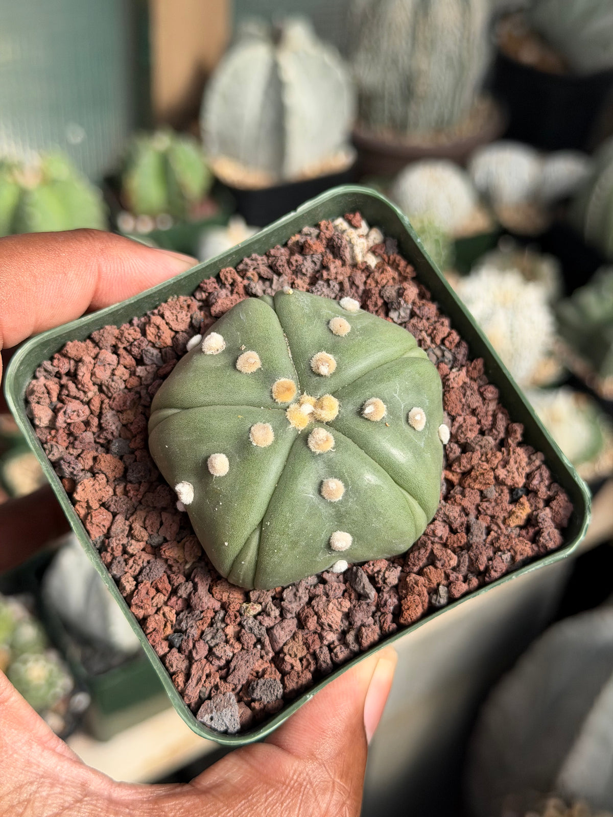 Astrophytum asterias Goryo Fukuryu