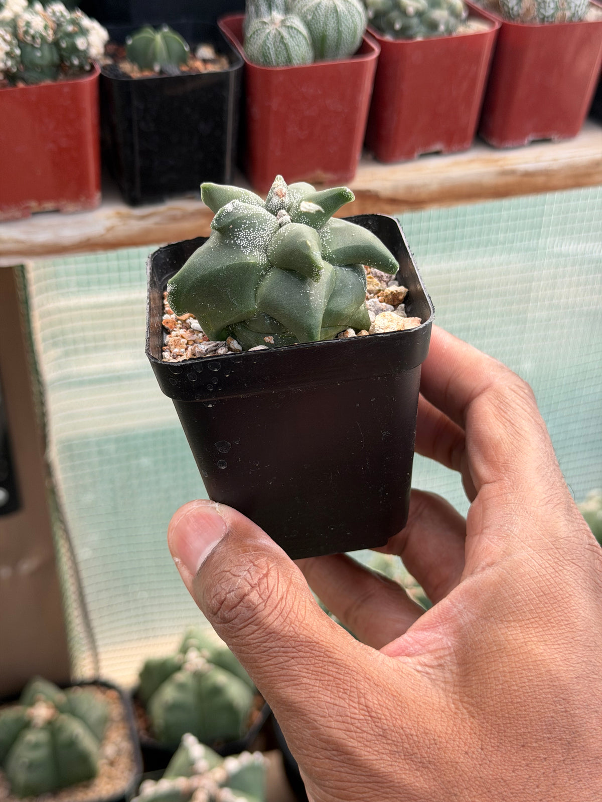 Astrophytum myriostigma Super Kikko