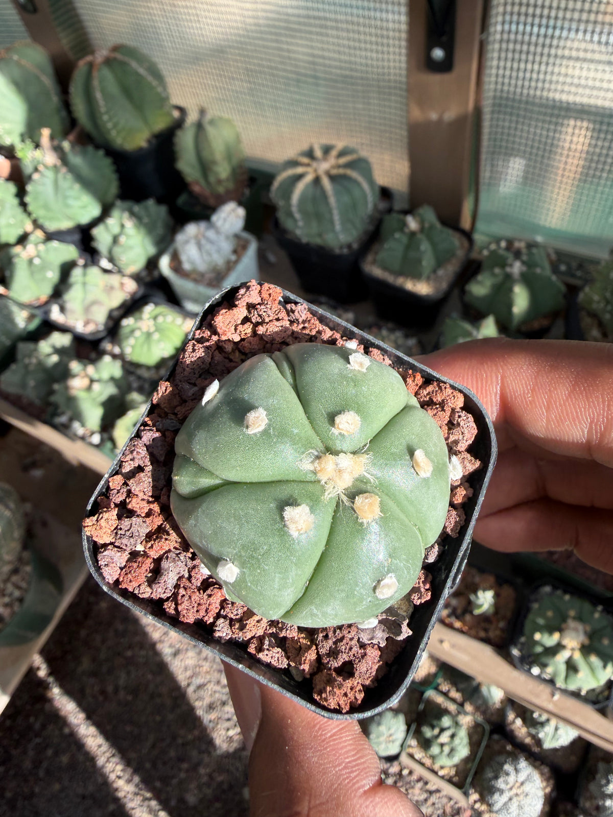 Astrophytum asterias Fukuryu