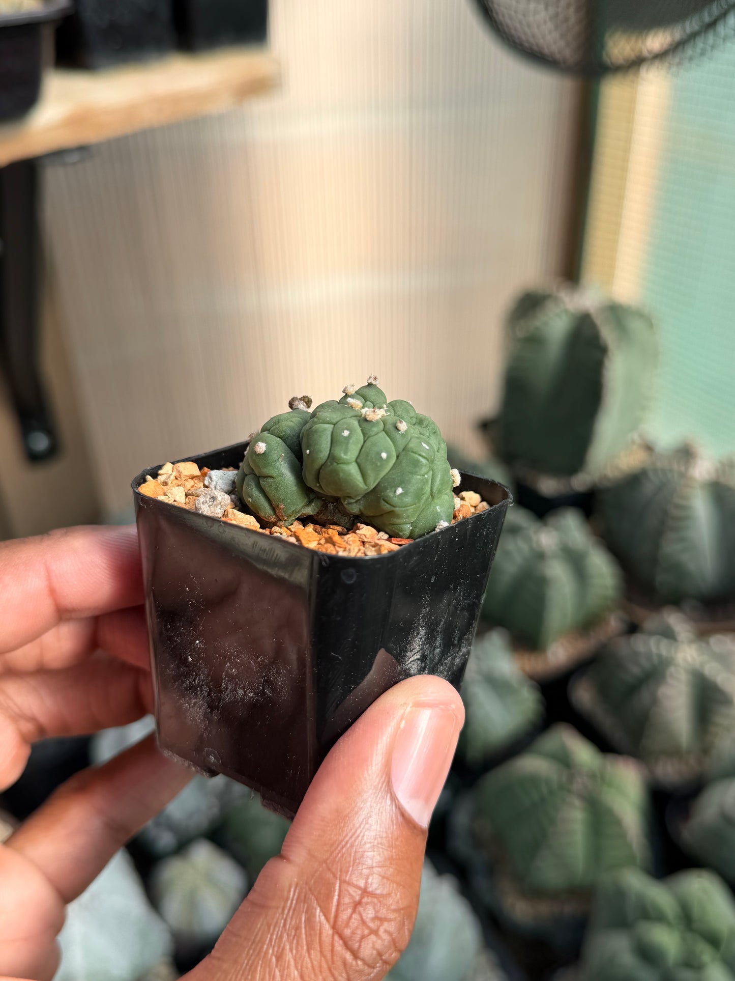 Astrophytum asterias Kikko Lizard Skin Cristata