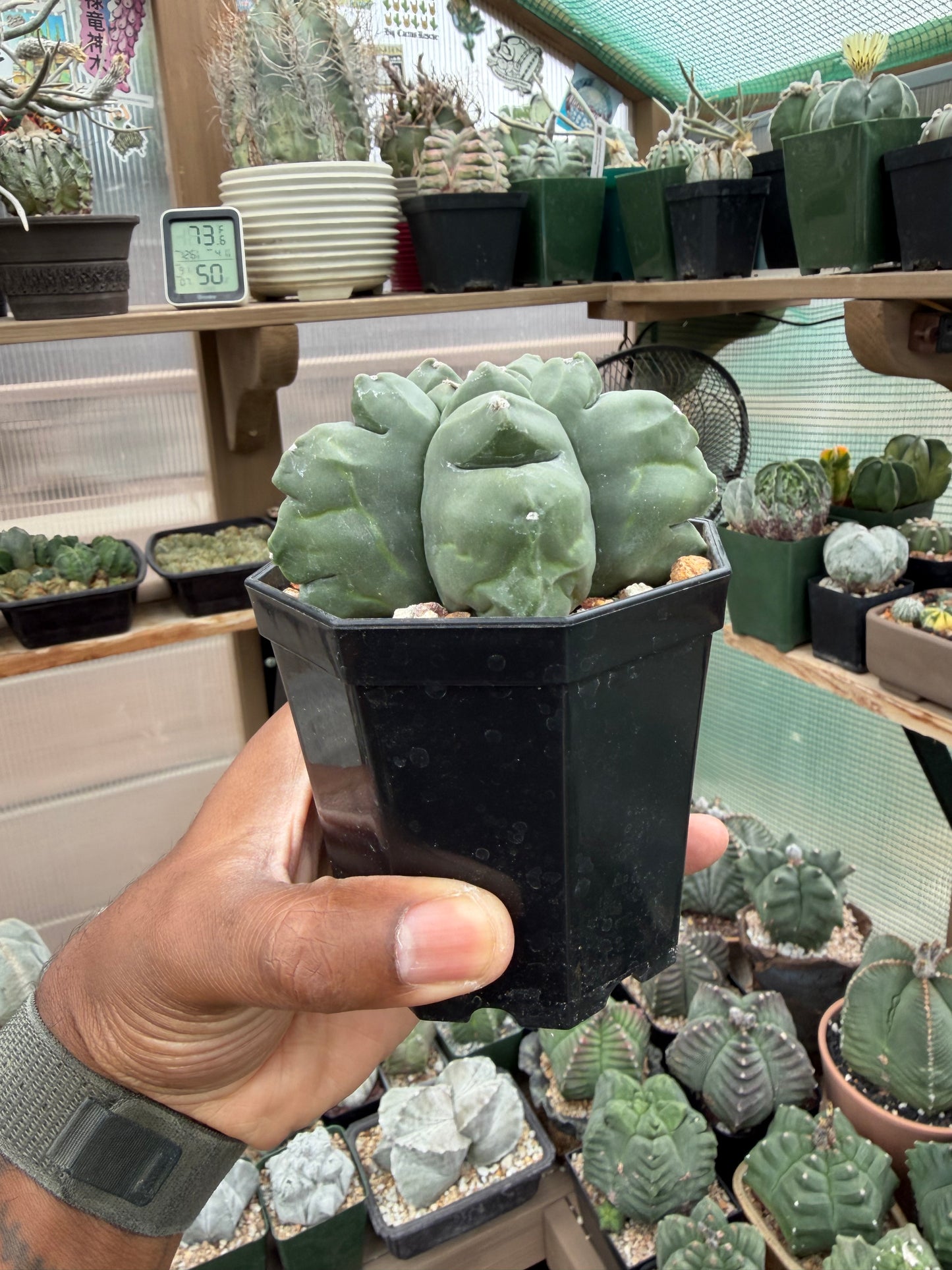 Astrophytum myriostigma Kikko