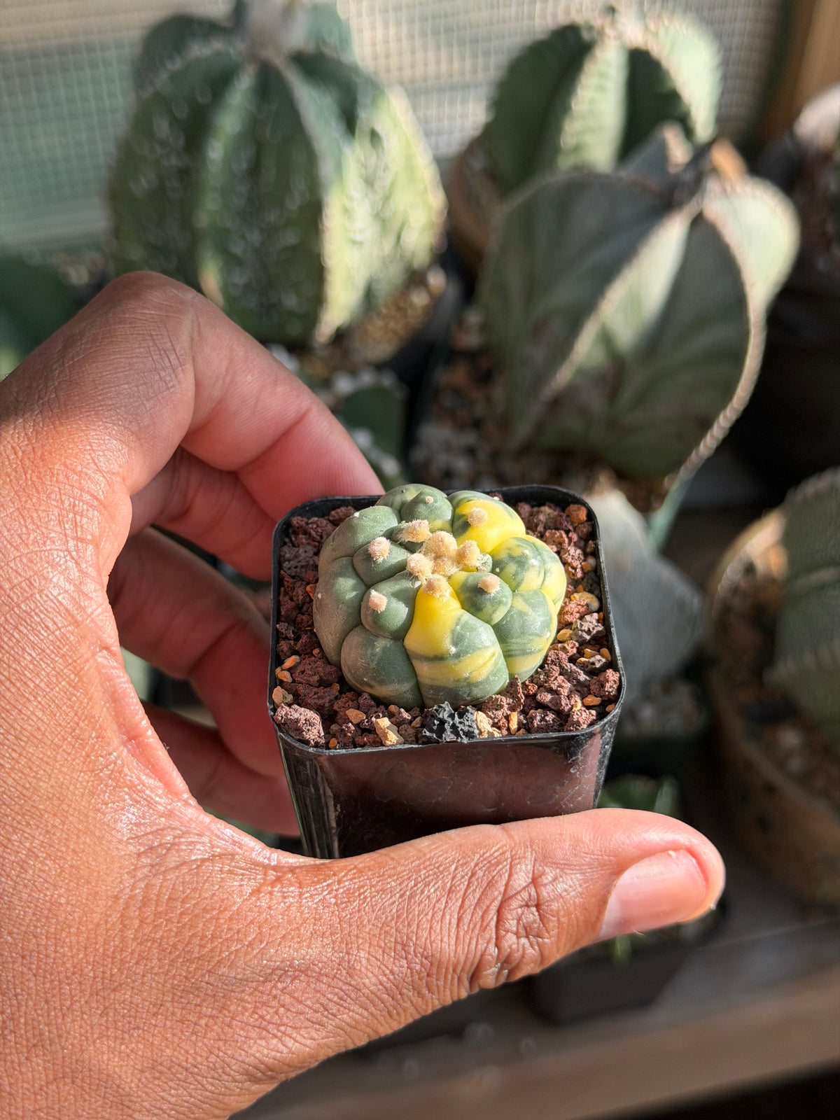 Astrophytum asterias Kikko Variegated