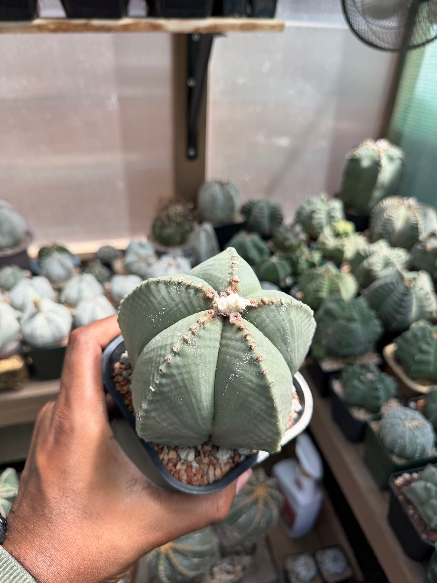 Astrophytum myriostigma strongylogonum