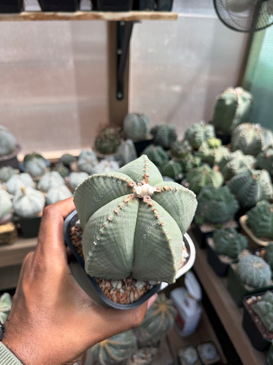 Astrophytum myriostigma strongylogonum