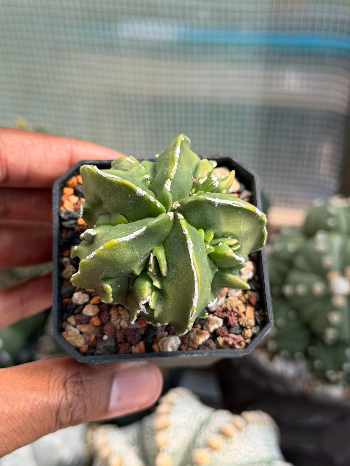 Astrophytum myriostigma Fukuryu Hakujo