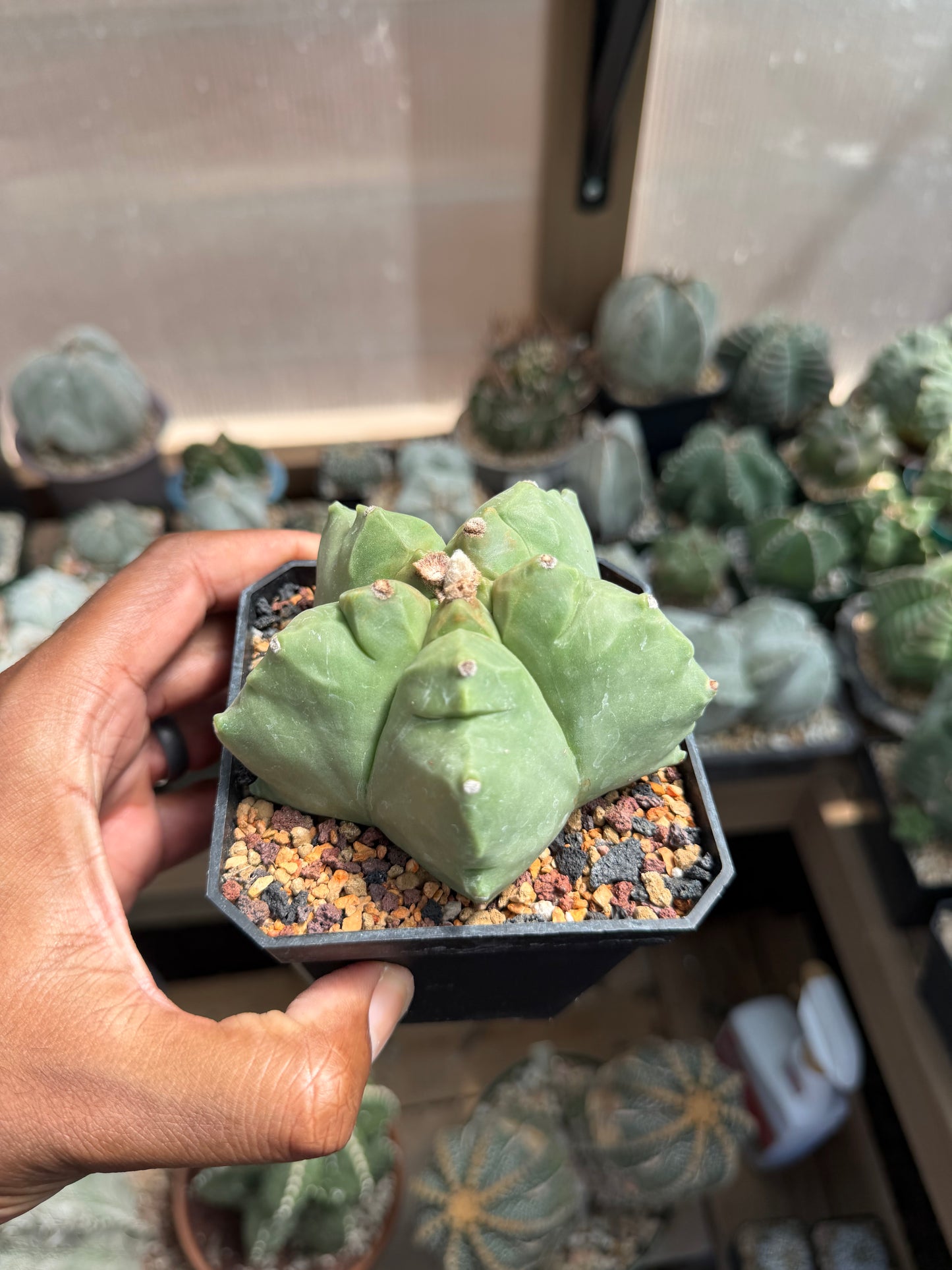 Astrophytum myriostigma Kikko