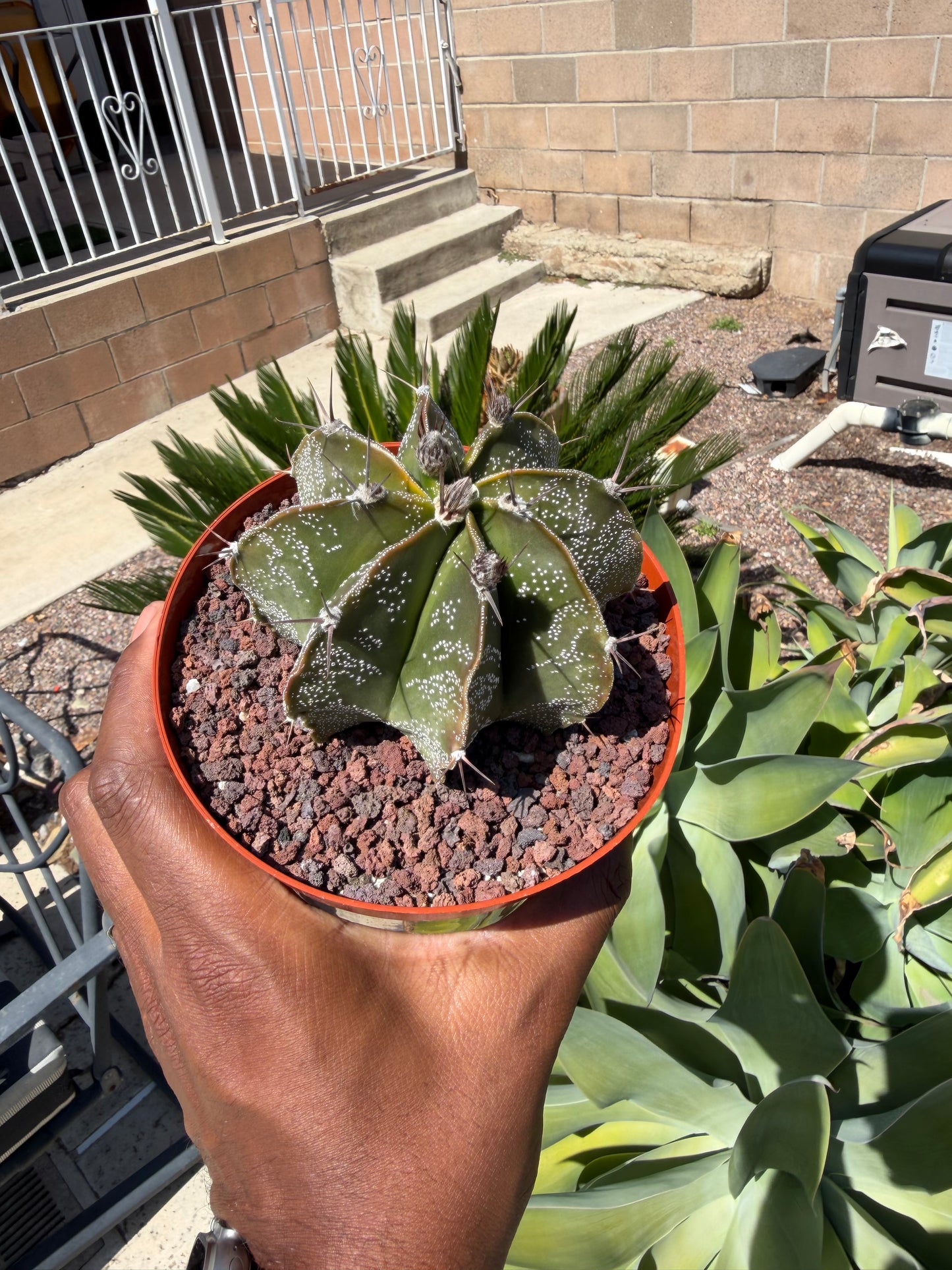 Astrophytum Ornatum