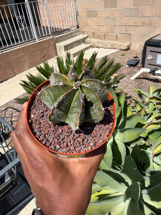 Astrophytum Ornatum