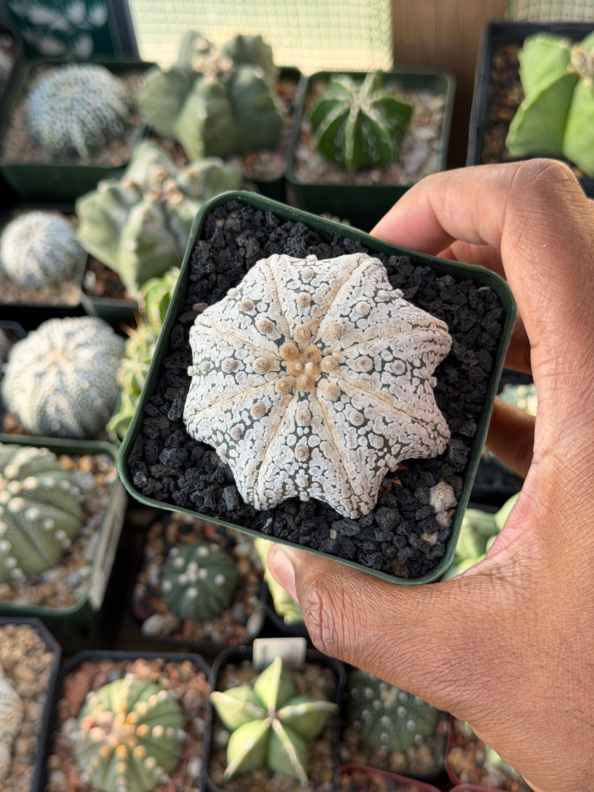 Astrophytum asterias Superkabuto Star Shape