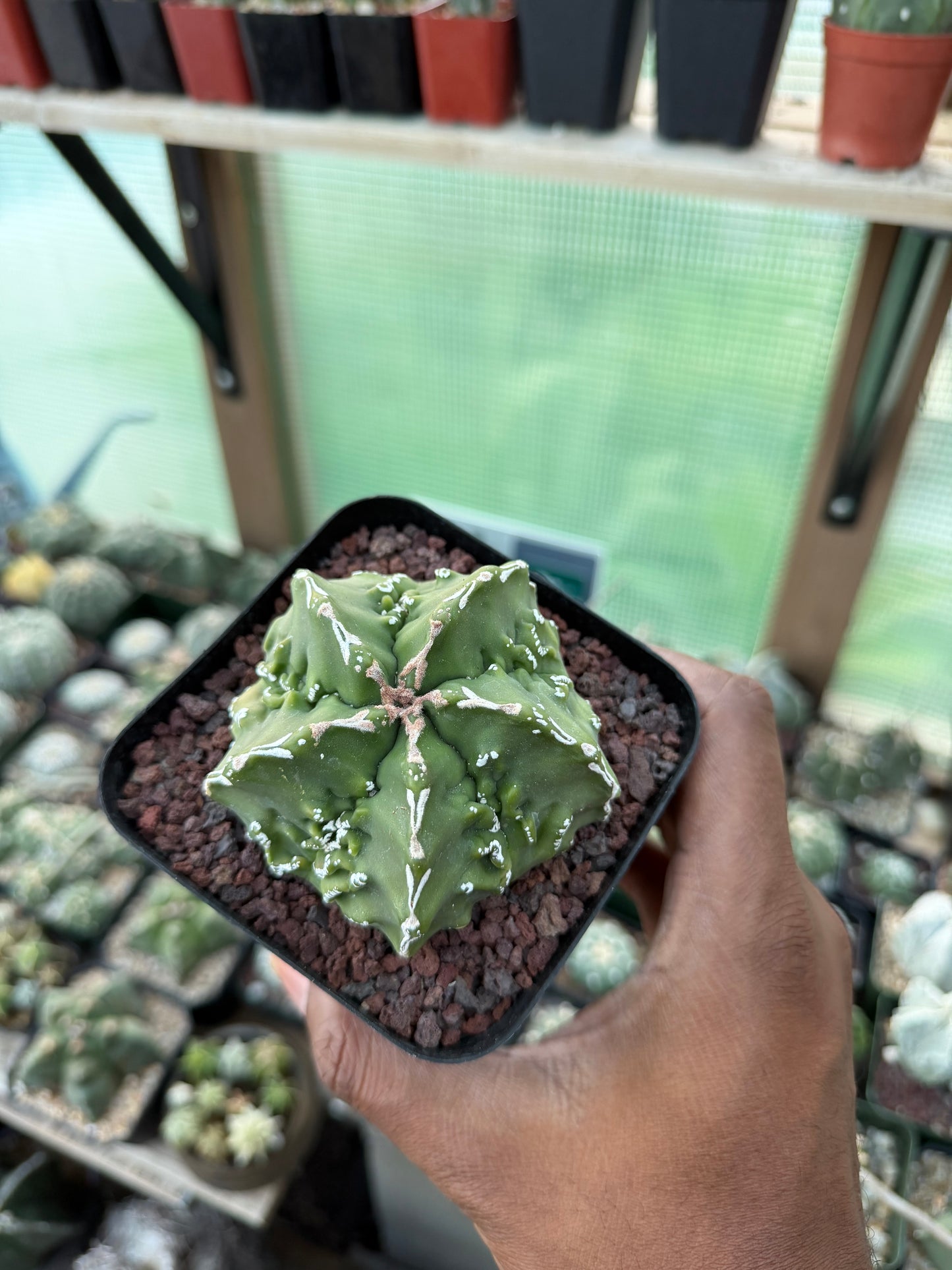 Astrophytum myriostigma Fukuryu