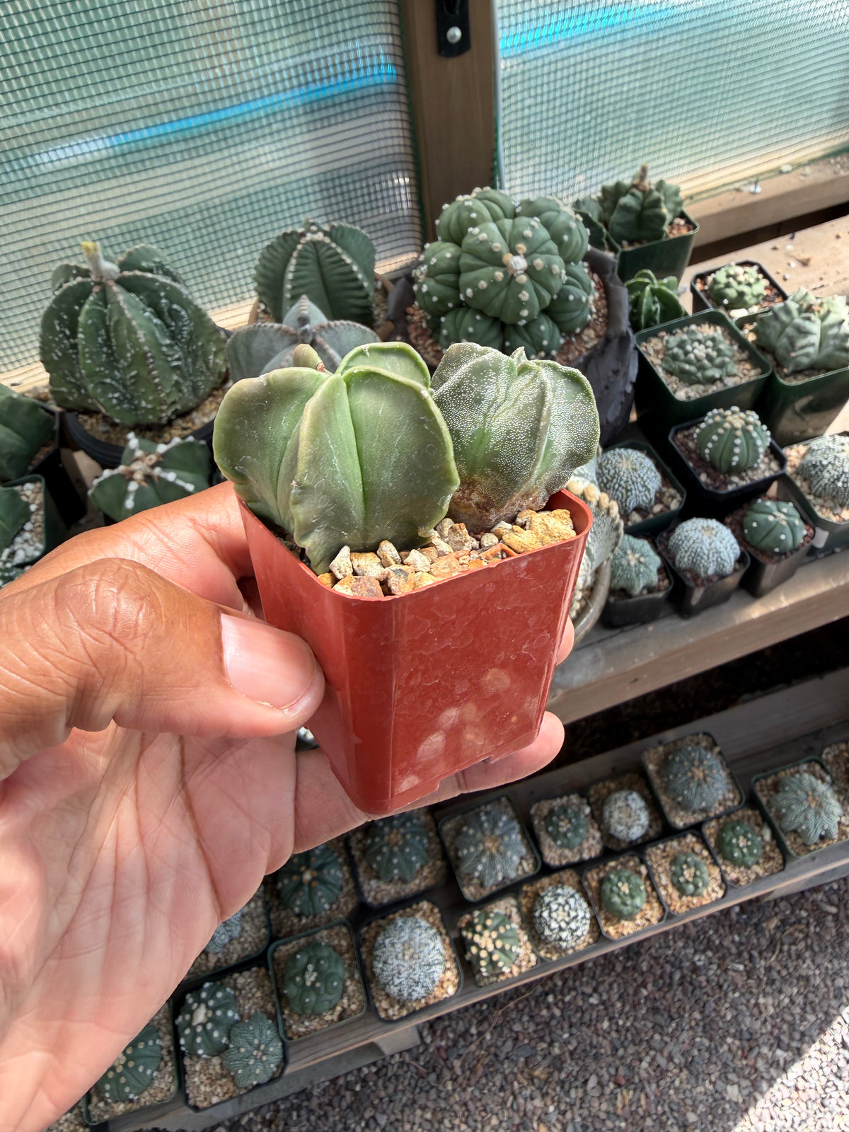 Astrophytum myriostigma Bundle