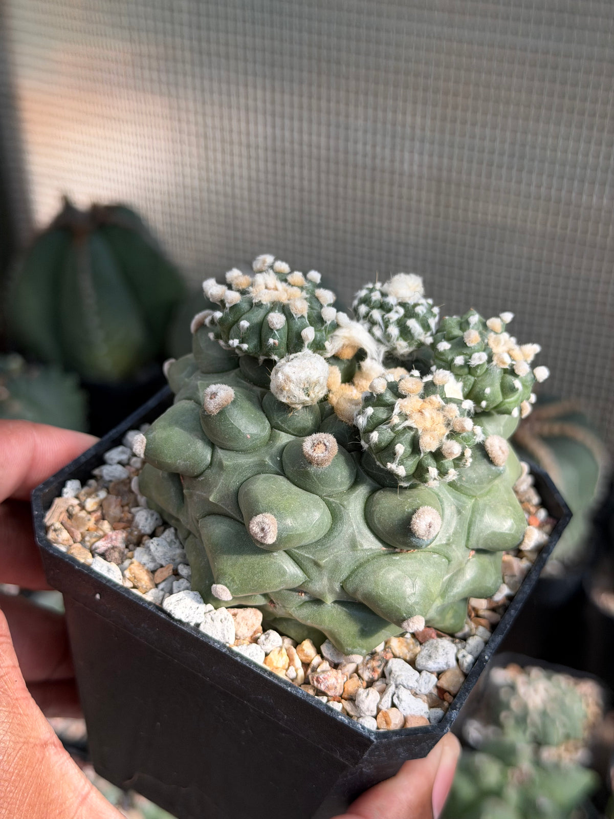 Astrophytum asterias Kikko Durian
