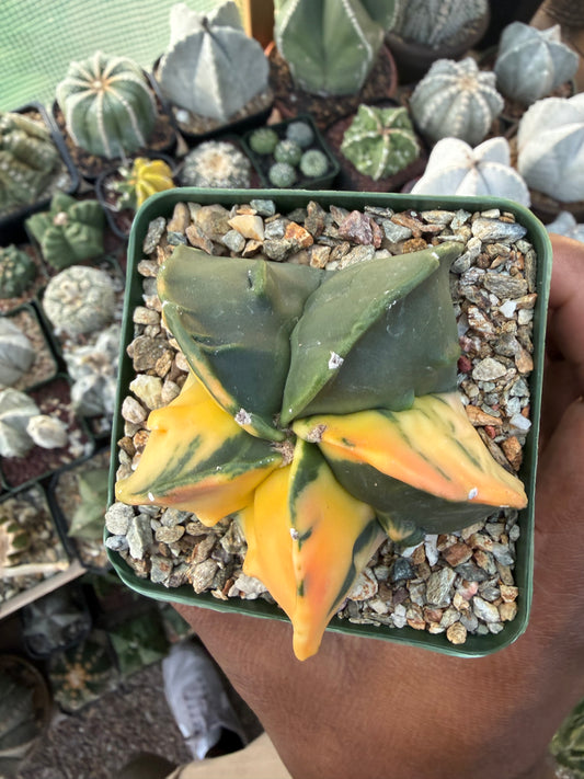 Astrophytum myriostigma Fukuryu Variegated