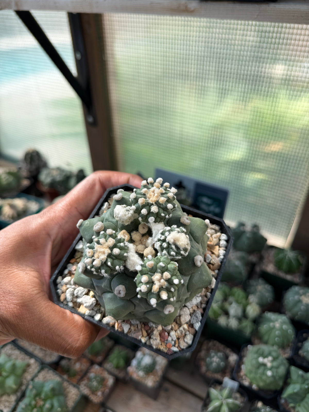 Astrophytum asterias Kikko Durian