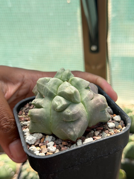 Astrophytum myriostigma Kikko Weirdo!