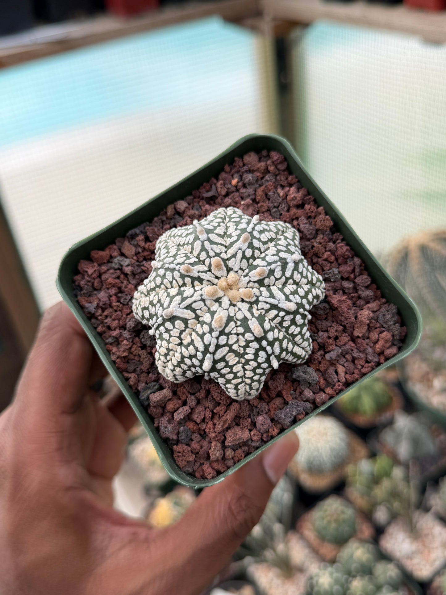 Astrophytum asterias Superkabuto v-Type Star Shape