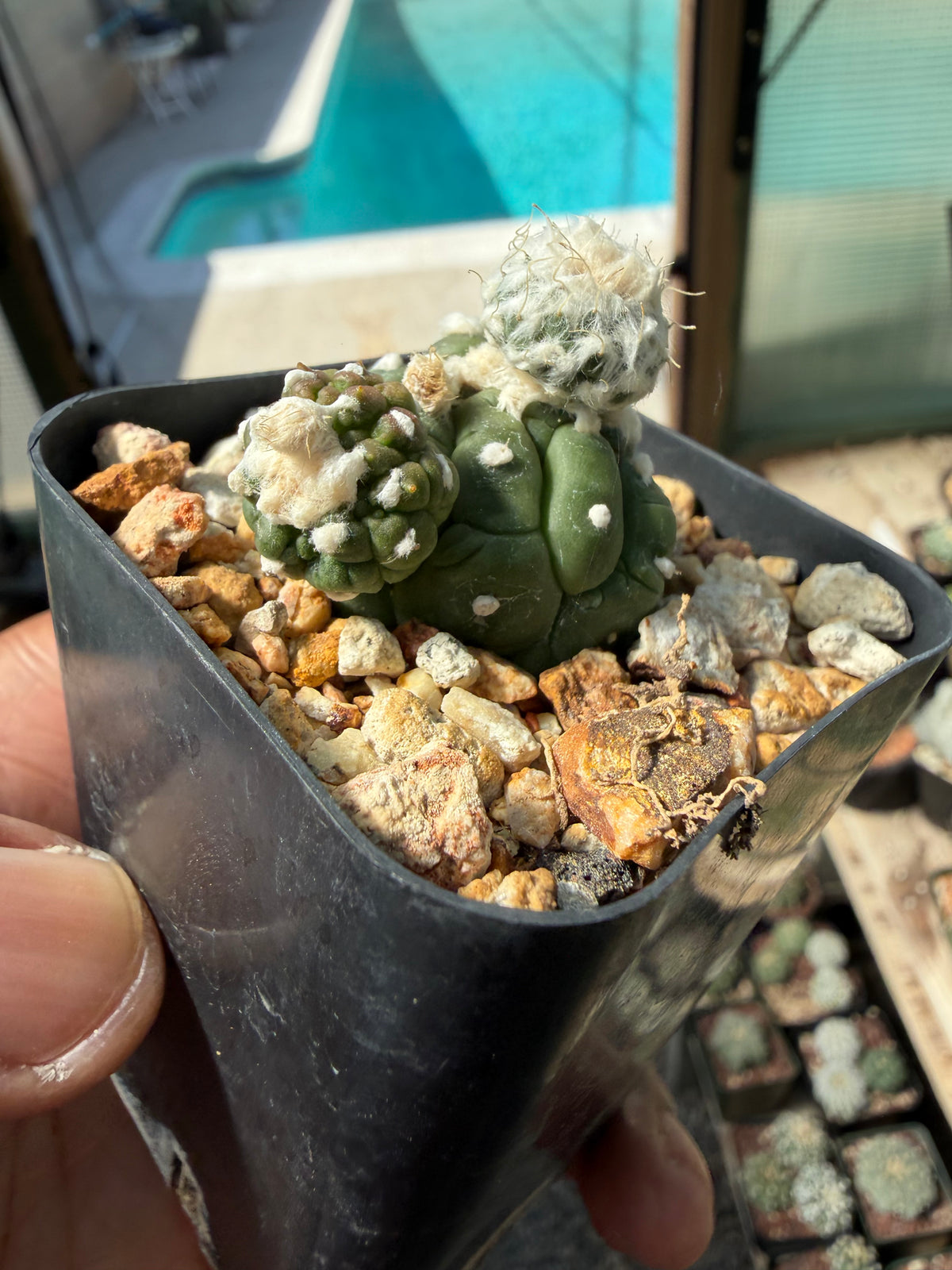 Astrophytum asterias Kikko Lizard Skin