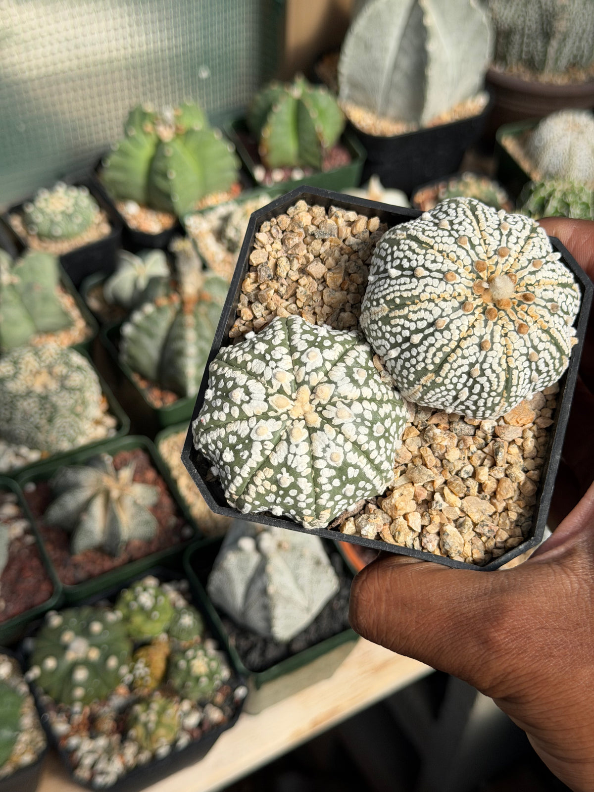Astrophytum asterias Superkabuto Bundle