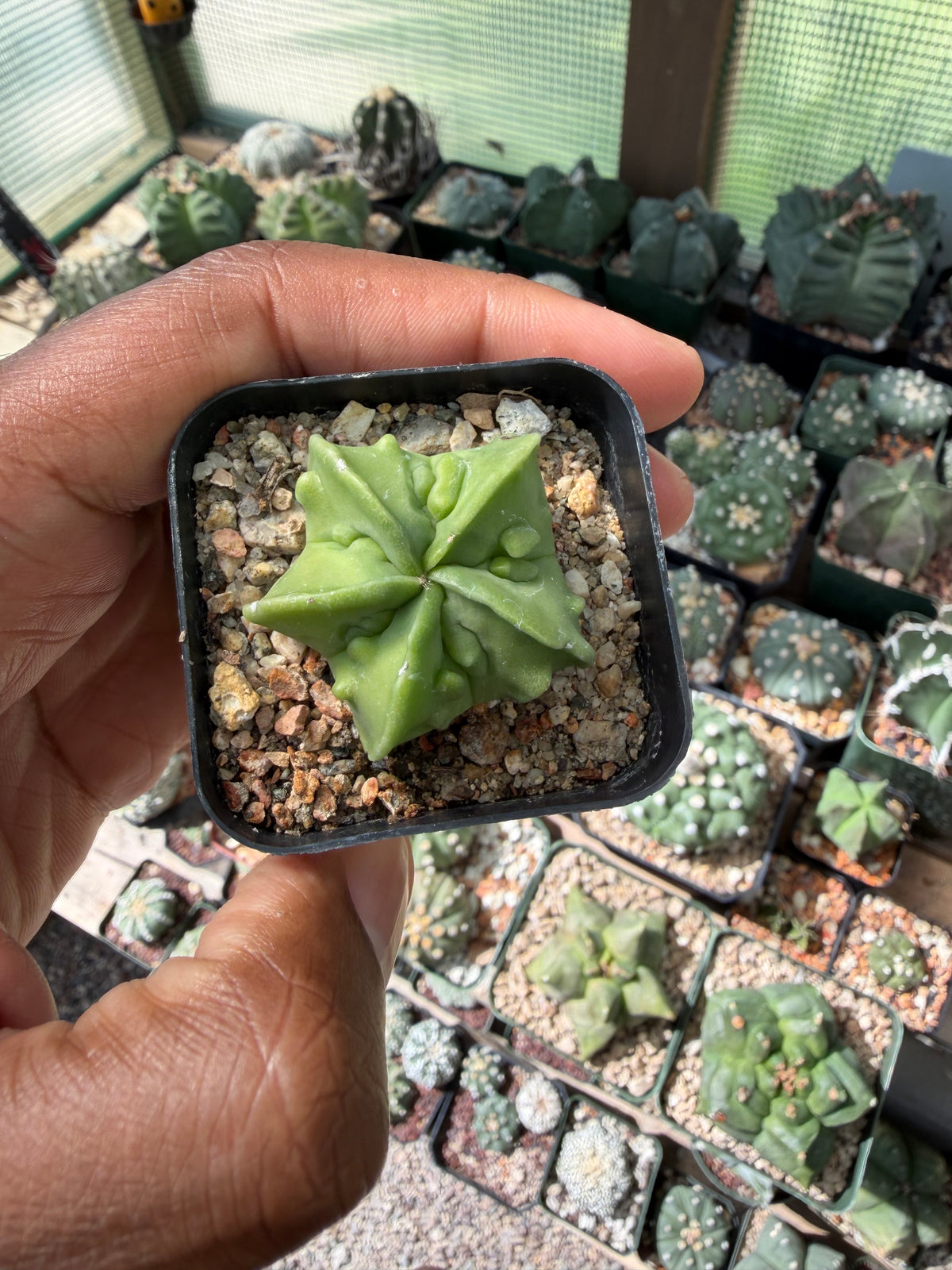 Astrophytum myriostigma Fukuryu
