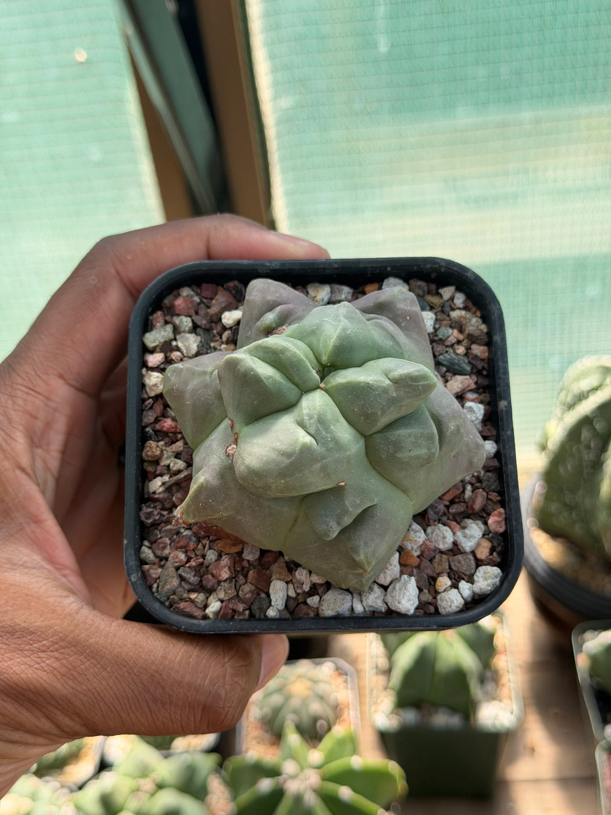Astrophytum myriostigma Kikko Weirdo!