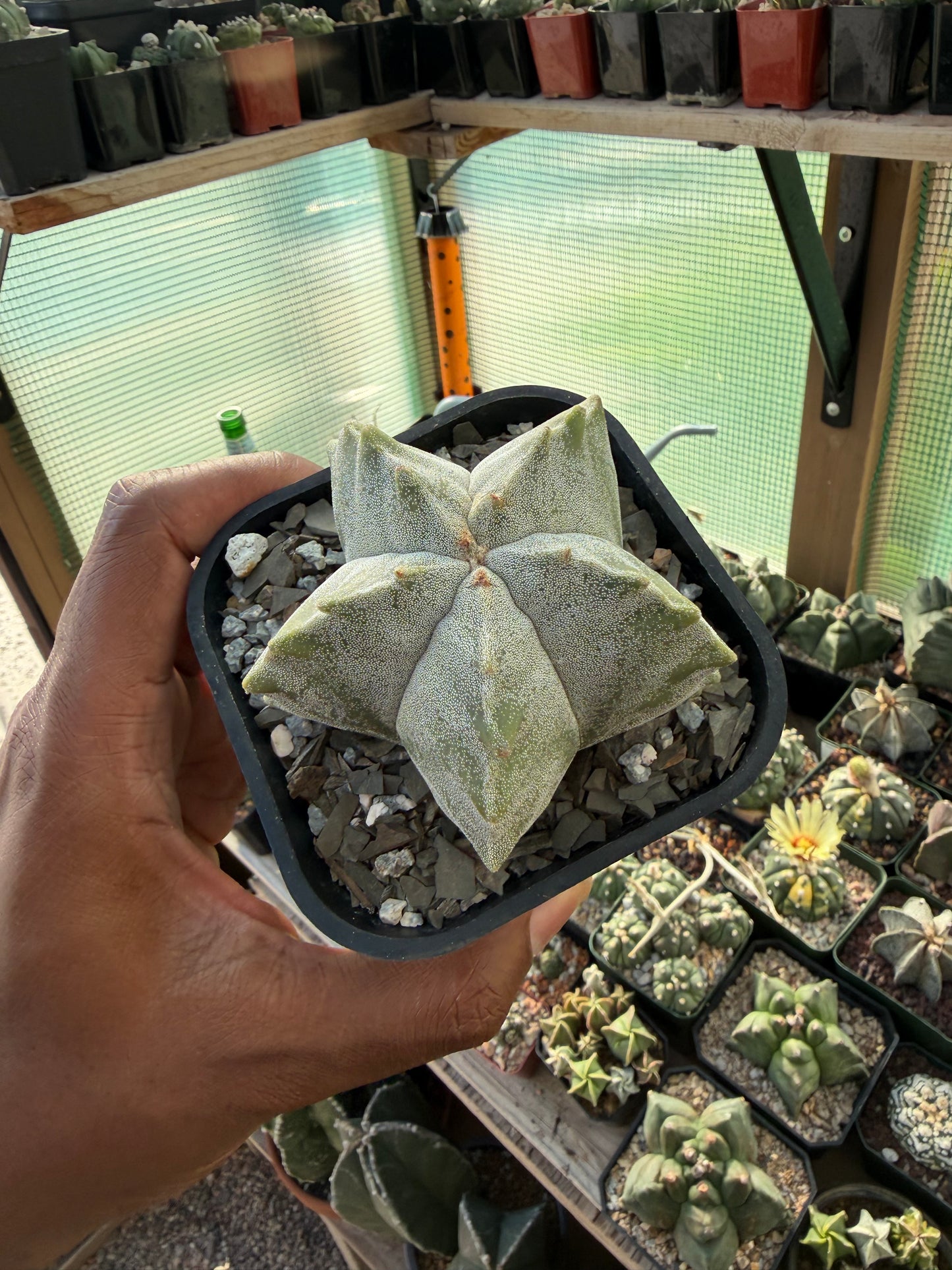 Astrophytum myriostigma Kikko