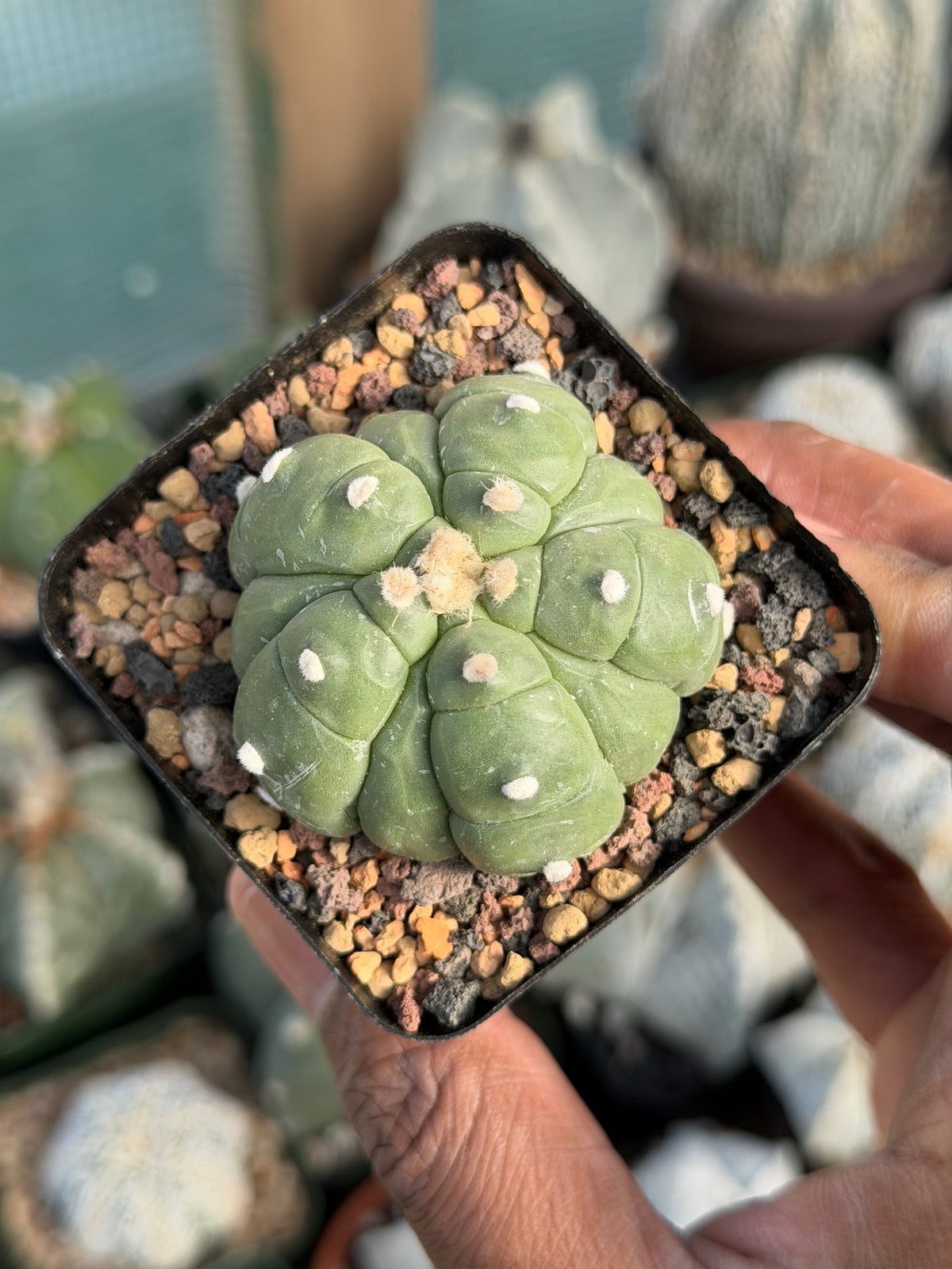 Astrophytum asterias Fukuryu Kikko