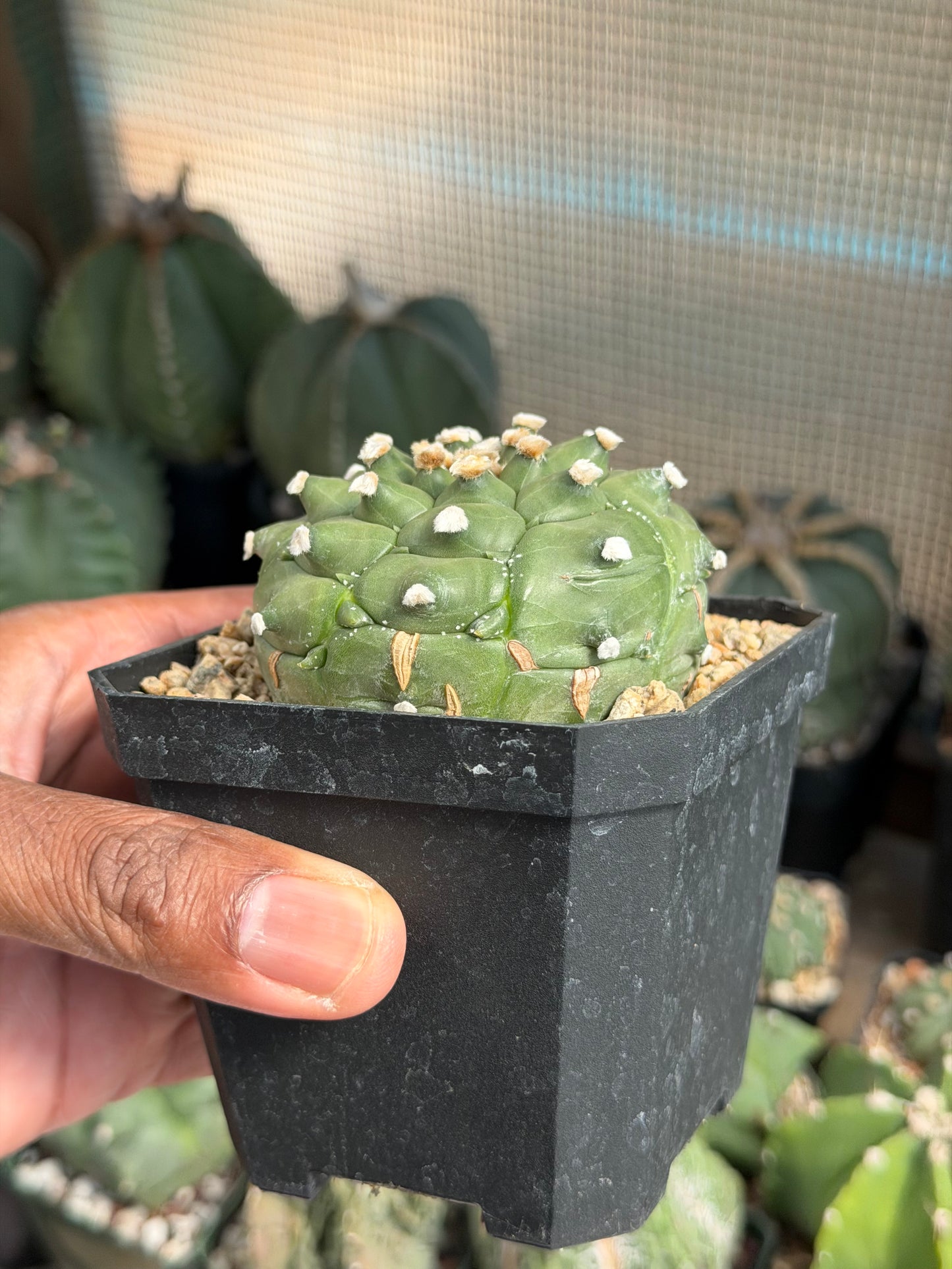 Astrophytum asterias Kikko