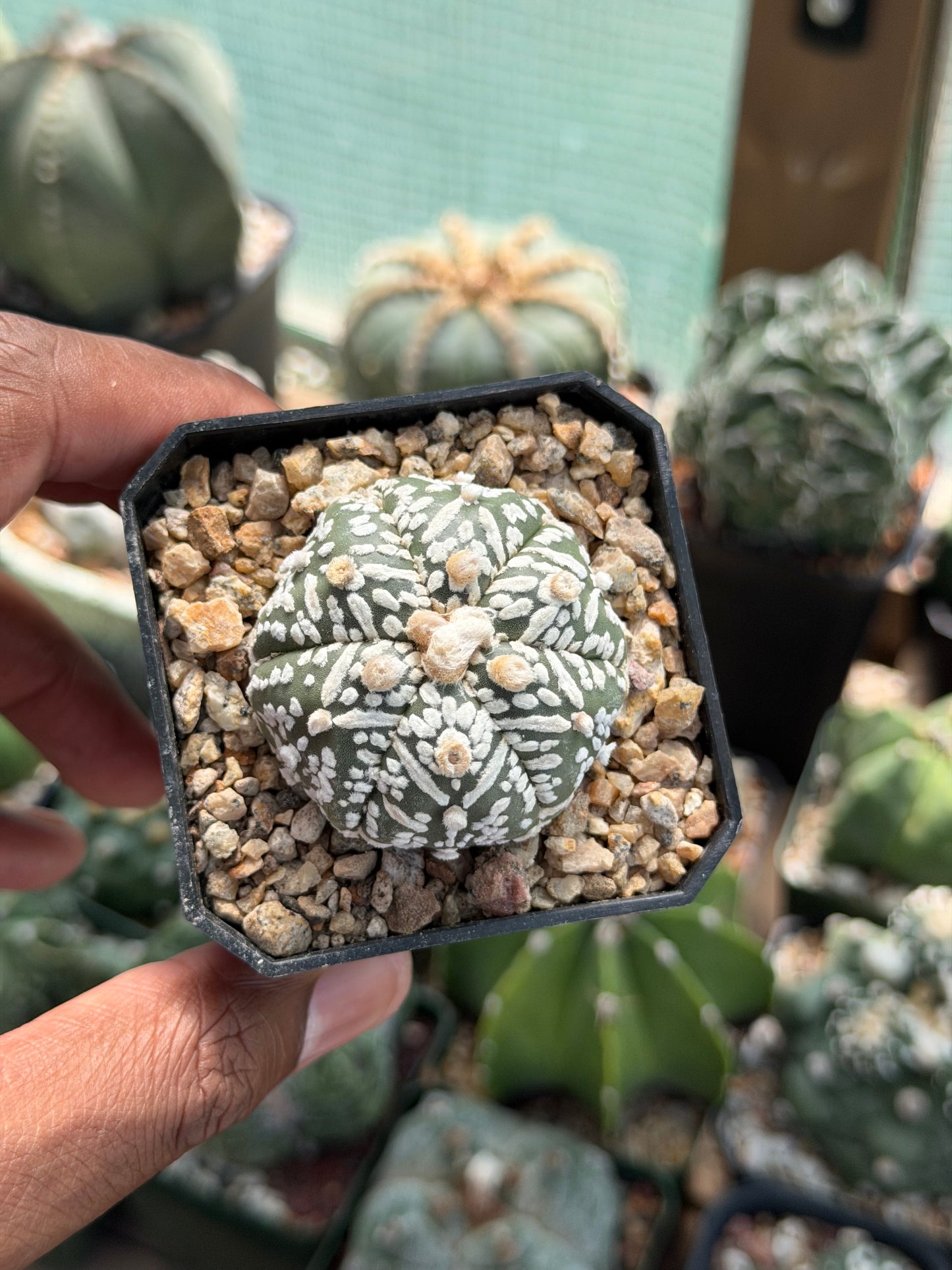 Astrophytum asterias Superkabuto V-Type