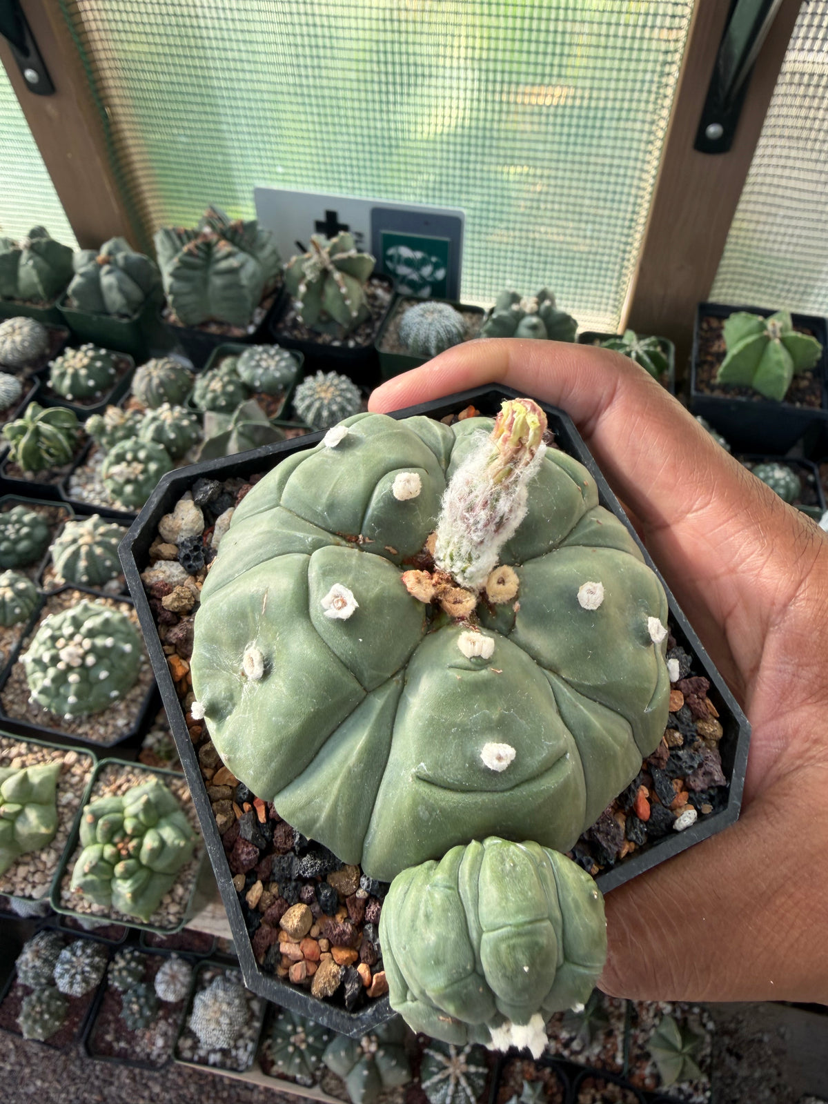 Astrophytum asterias Fukuryu Goryo