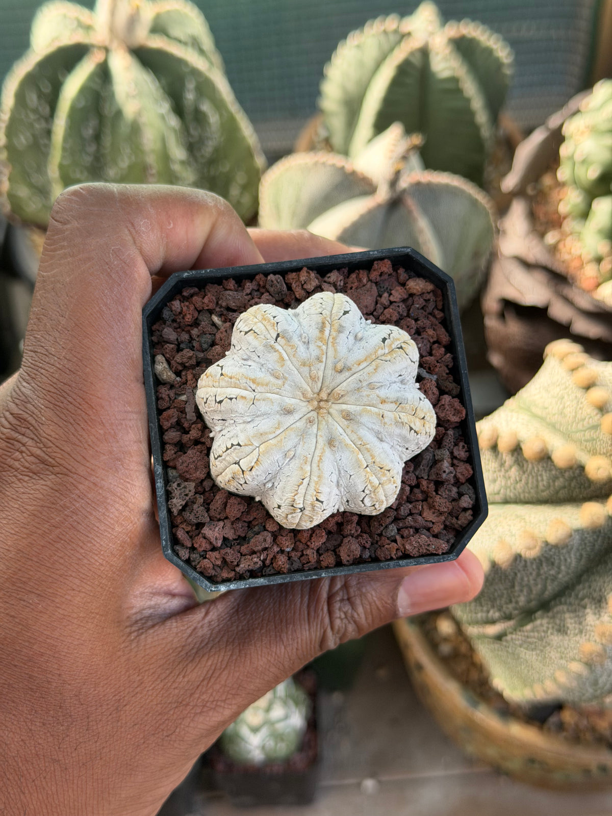 Astrophytum asterias Star Shape Snow
