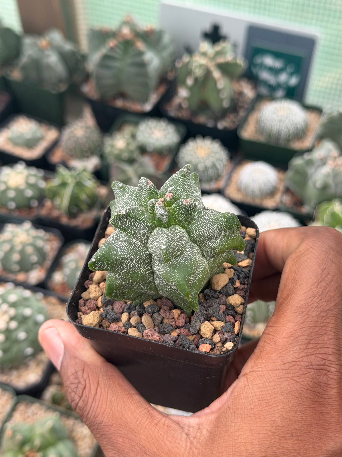 Astrophytum myriostigma Super Kikko