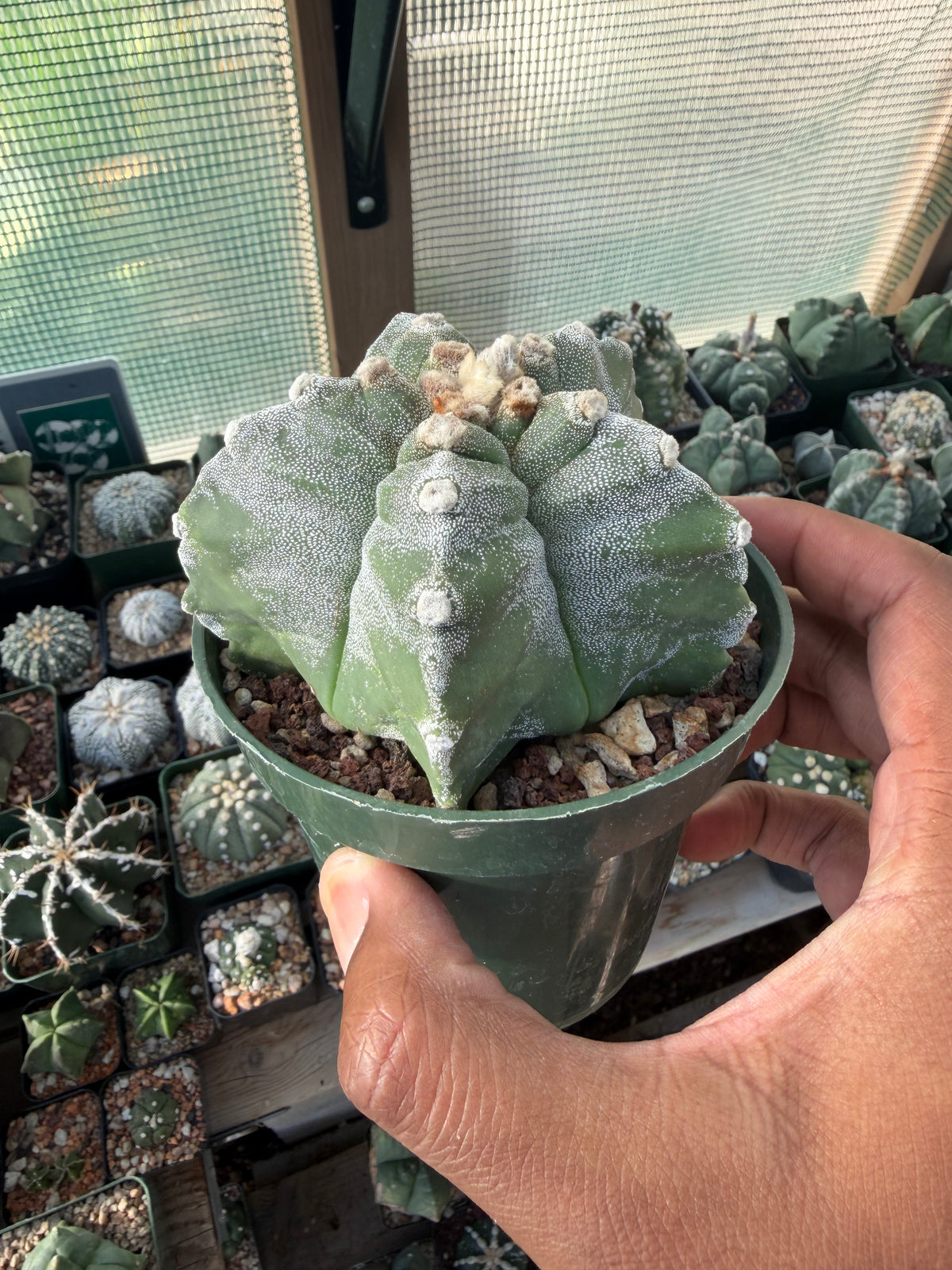Astrophytum myriostigma Kikko