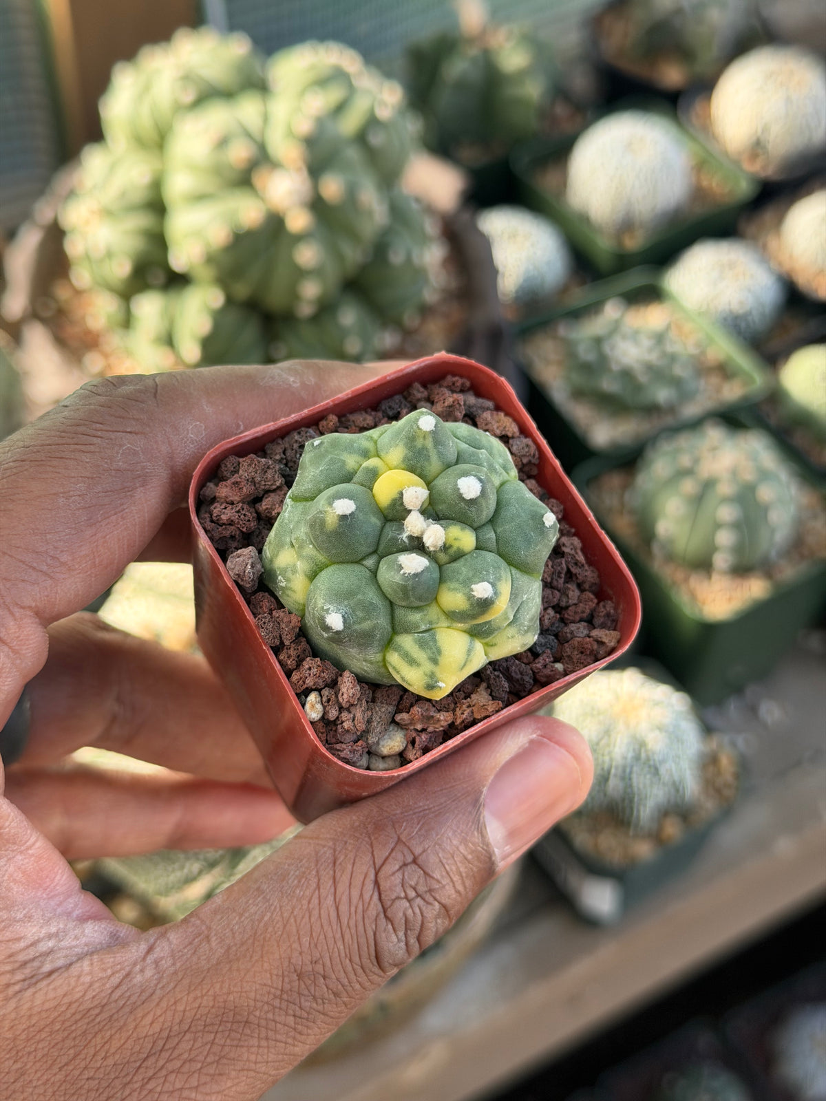 Astrophytum asterias Kikko Variegated