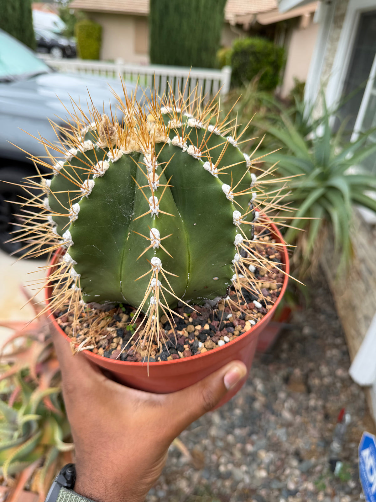 Astrophytum Ornatum
