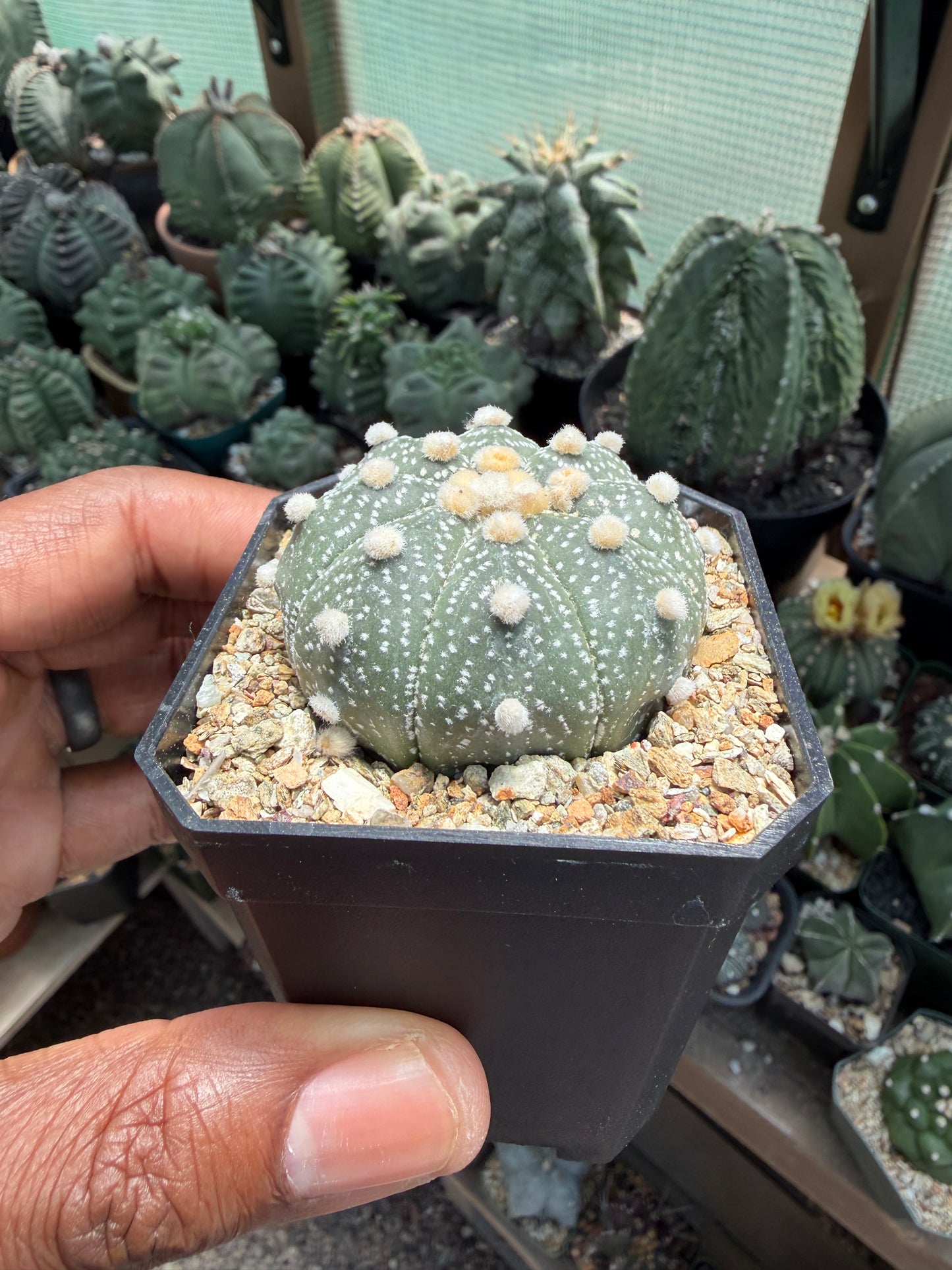 Astrophutm asterias